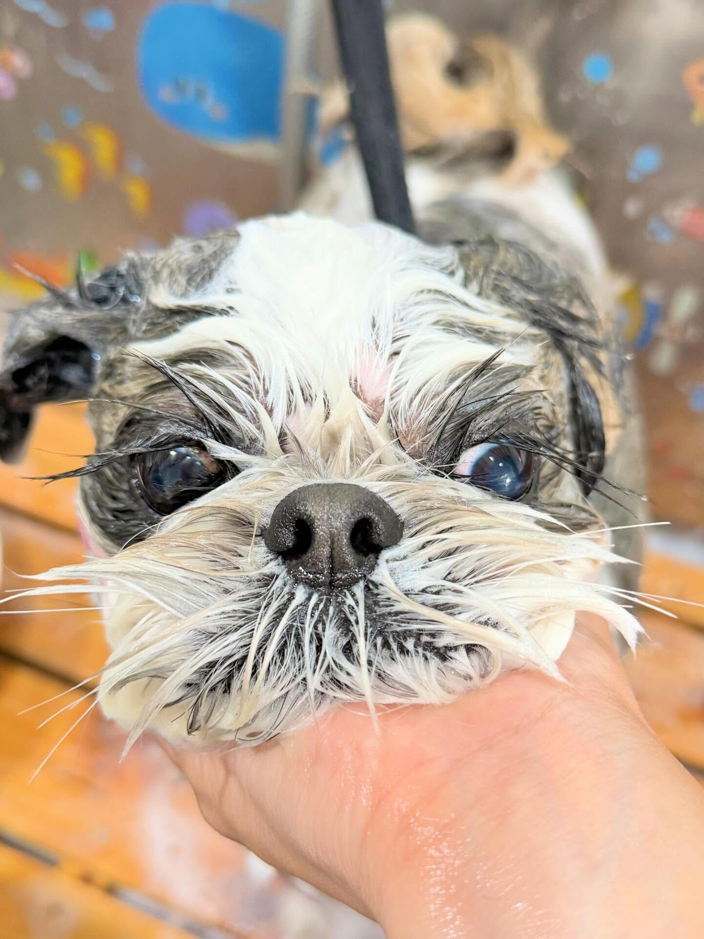 来店いただいたアーモンドくんです🐶✨