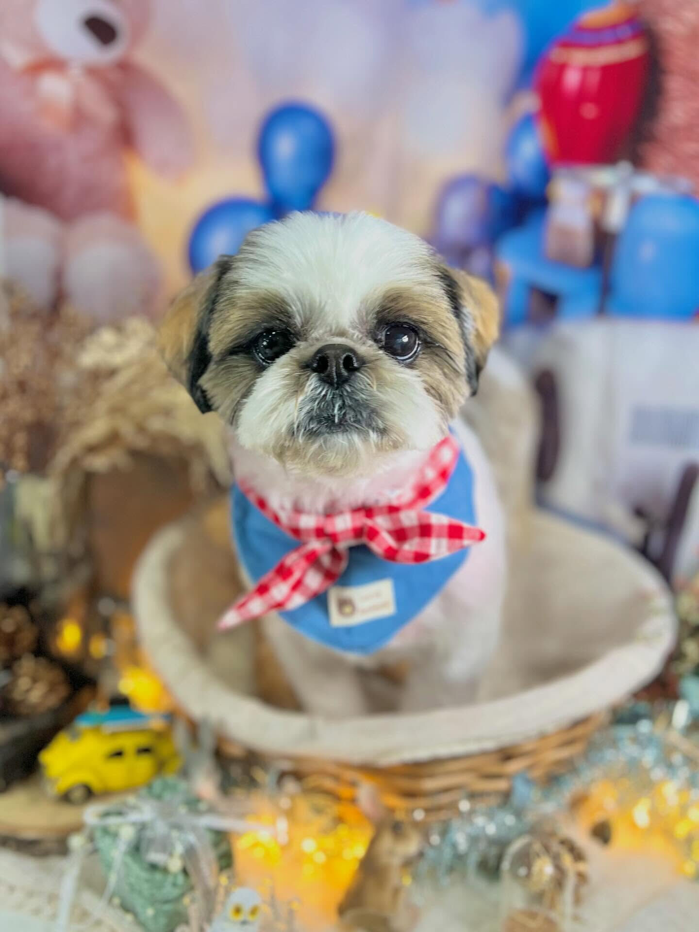 来店いただいたアーモンドくんです🐶✨
