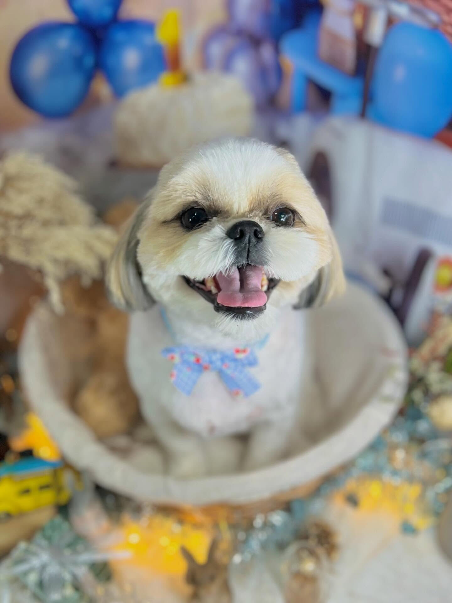 来店いただいたにこちゃんです🐶✨