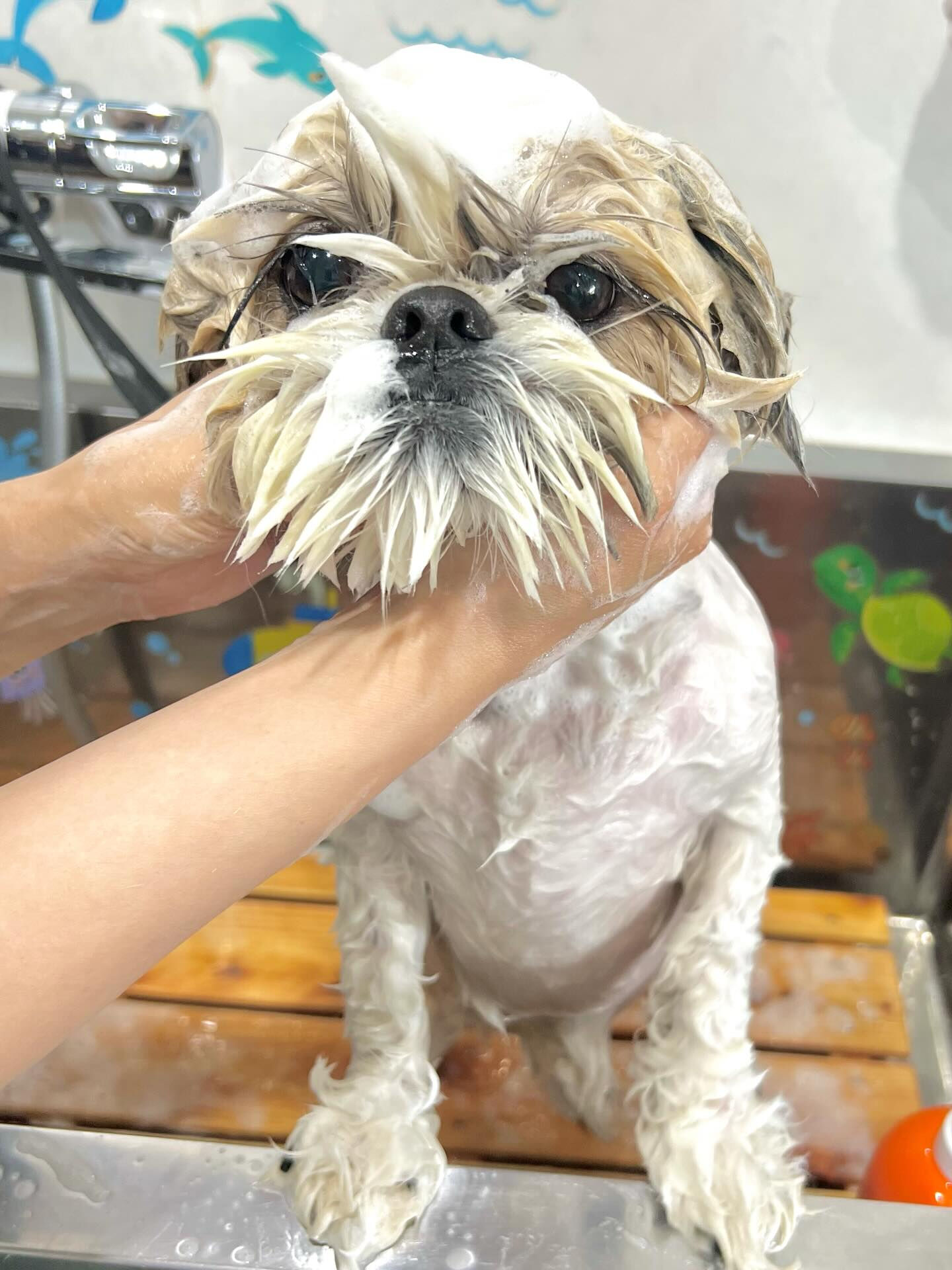 来店いただいたにこちゃんです🐶✨