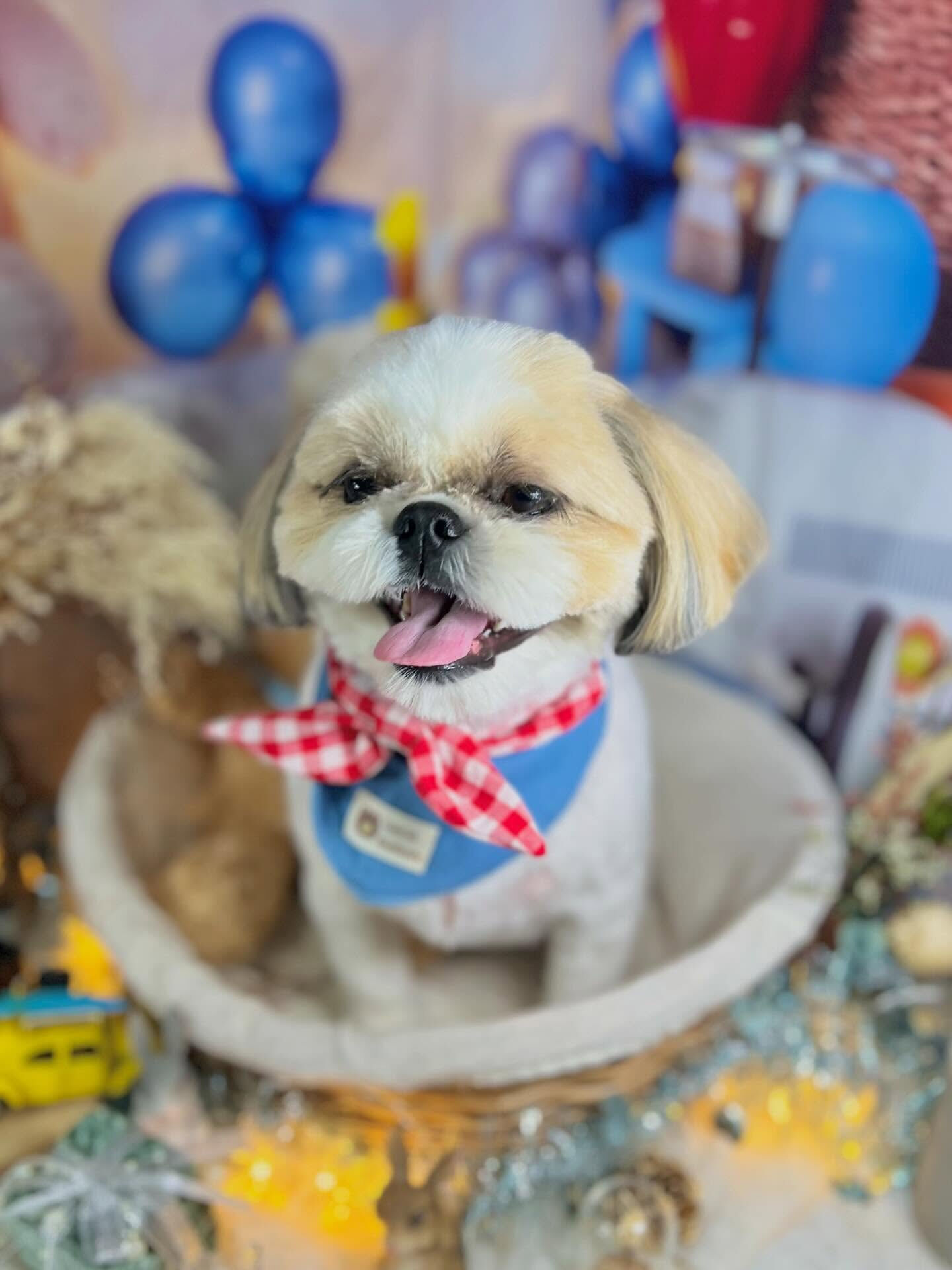 来店いただいたにこちゃんです🐶✨