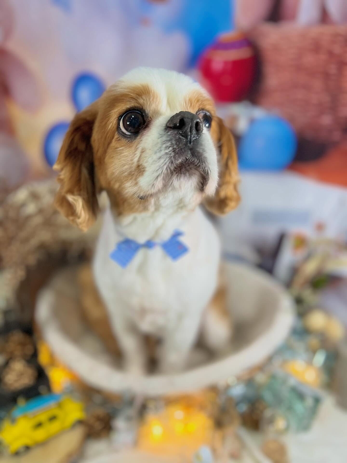 来店いただいたおはなちゃんです🐶✨