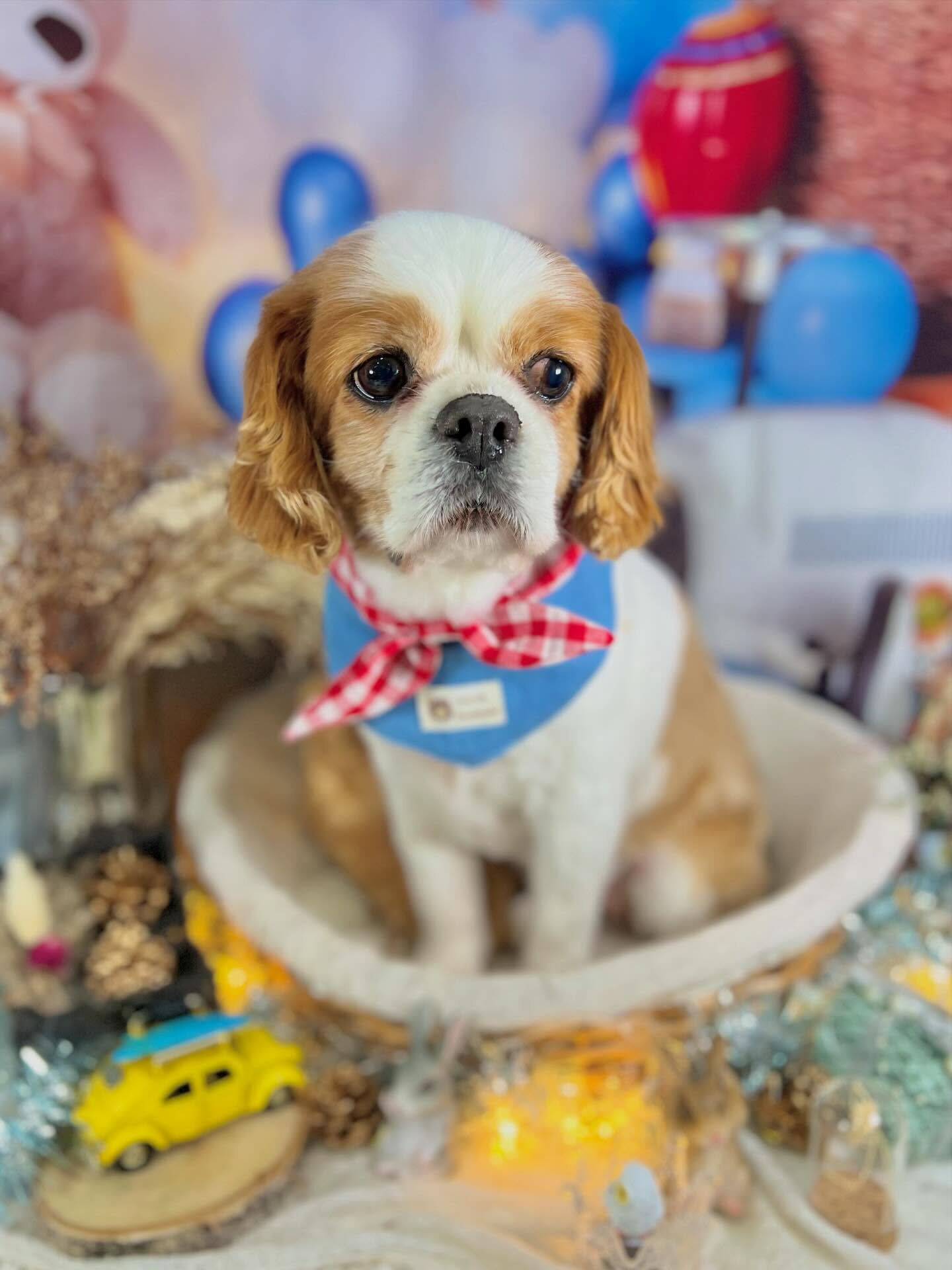 来店いただいたおはなちゃんです🐶✨