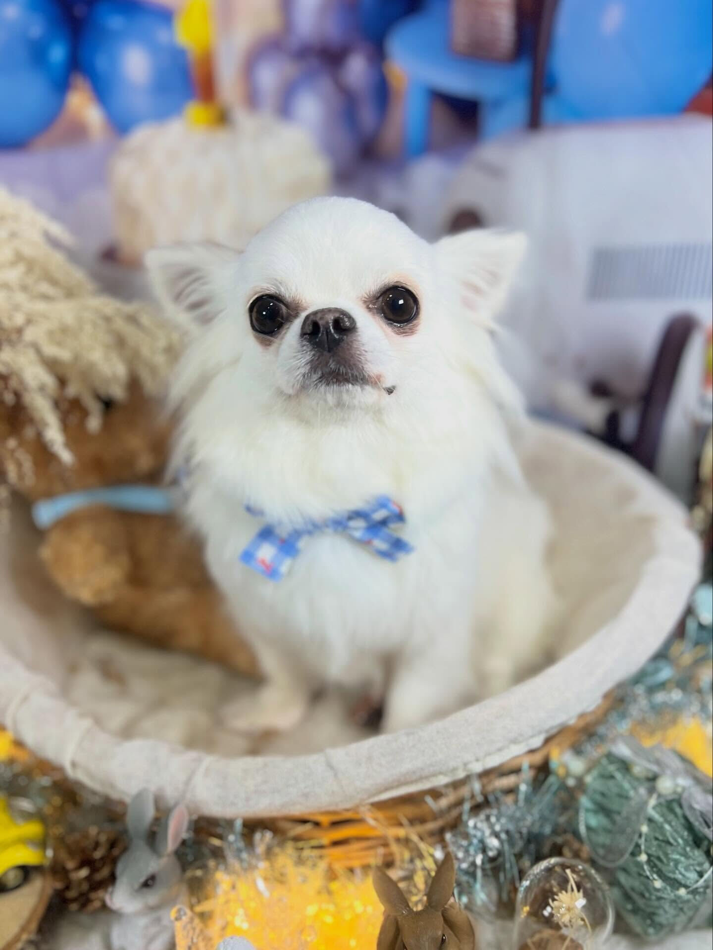 来店いただいた心優ちゃんです🐶✨