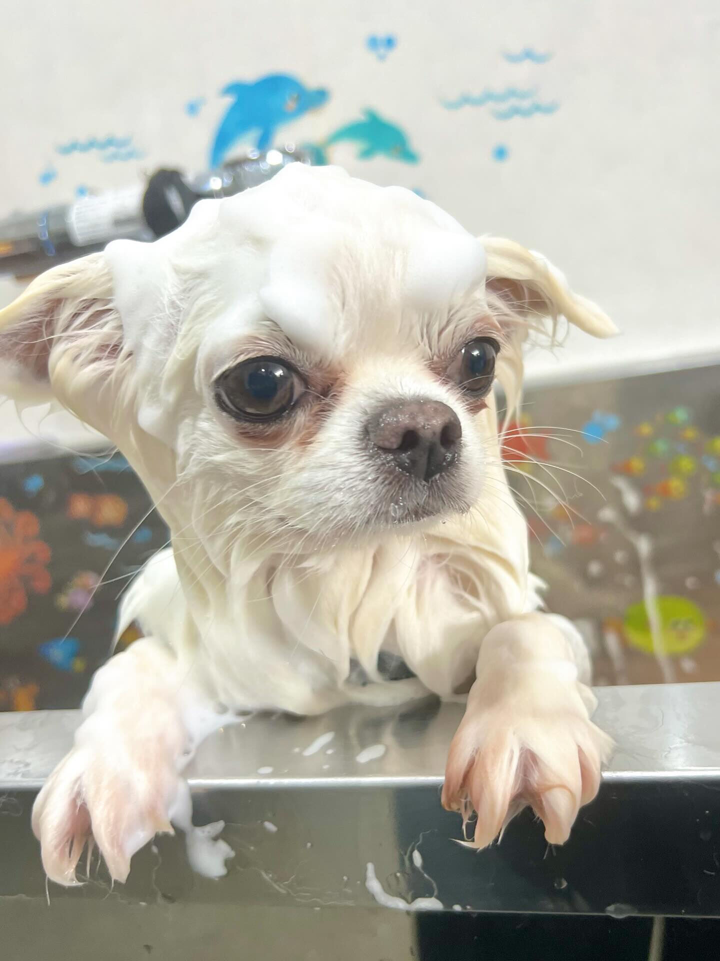 来店いただいた心優ちゃんです🐶✨