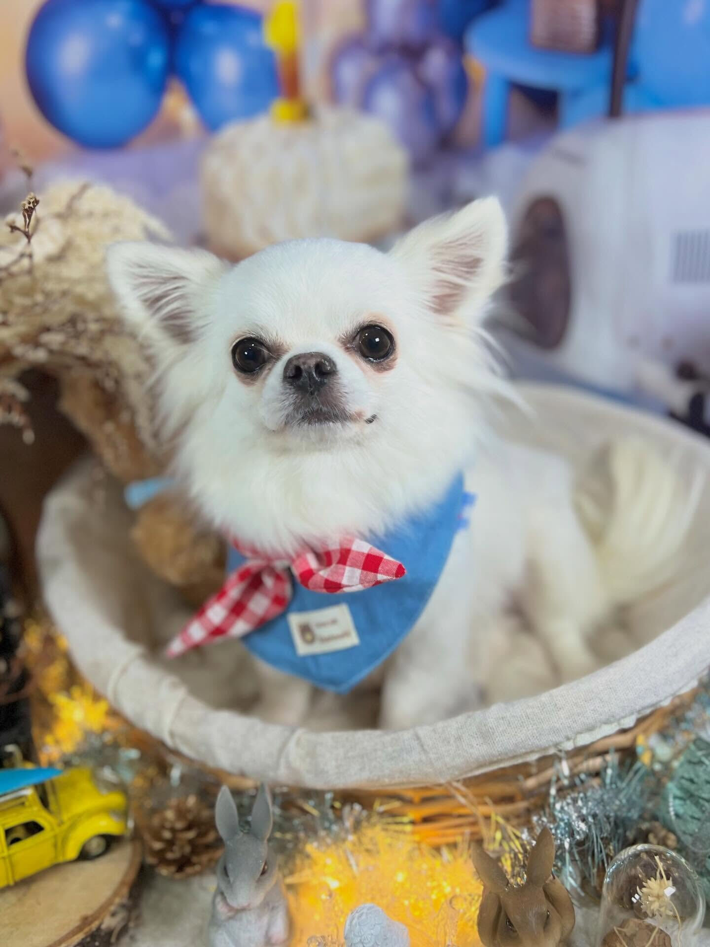 来店いただいた心優ちゃんです🐶✨