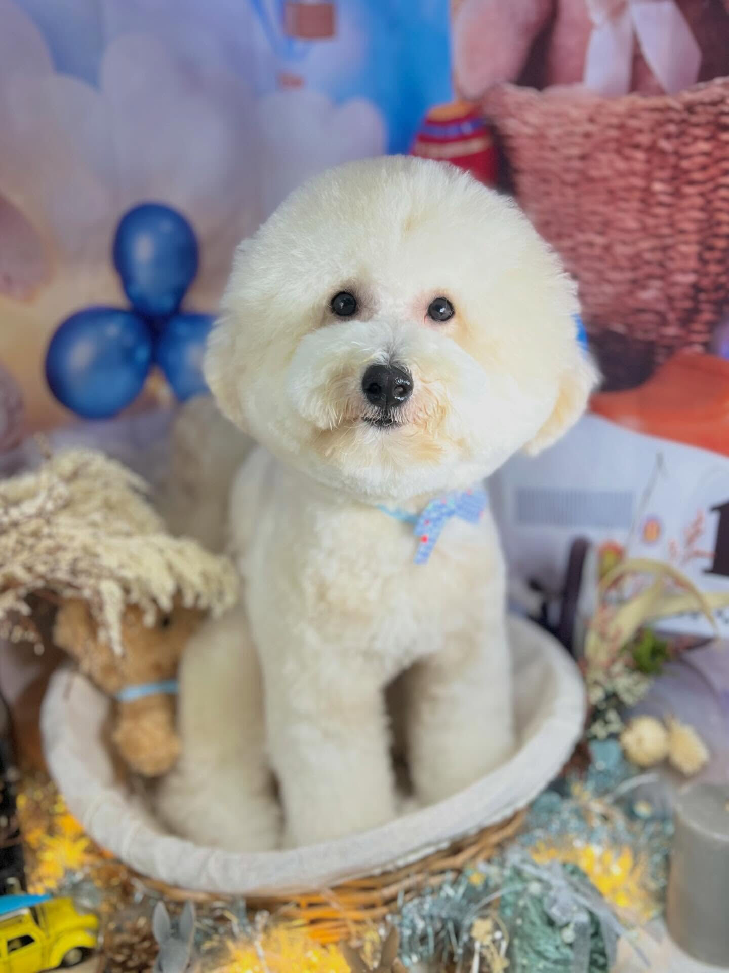 来店いただいたププくんです🐶✨
