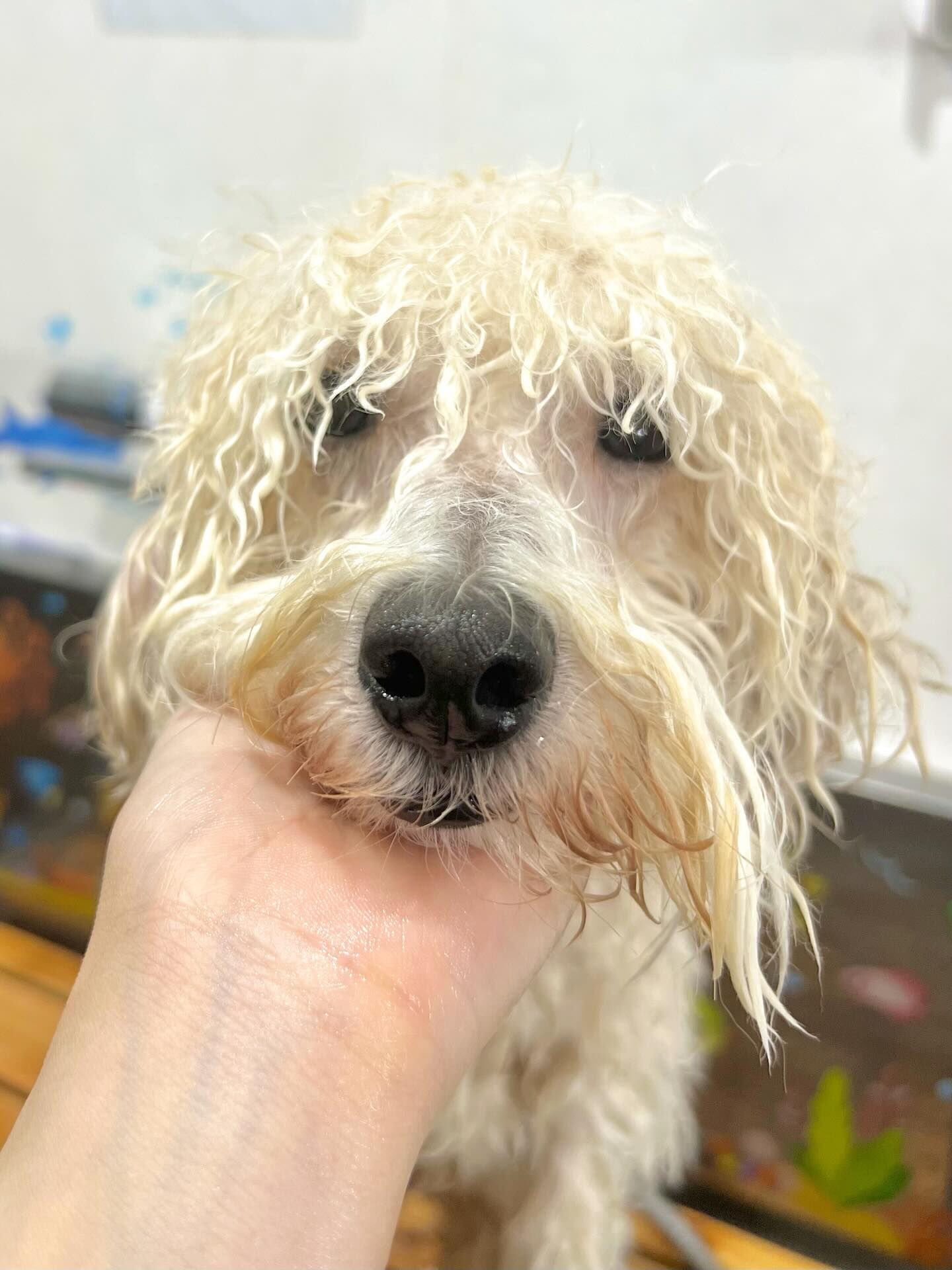 来店いただいたププくんです🐶✨