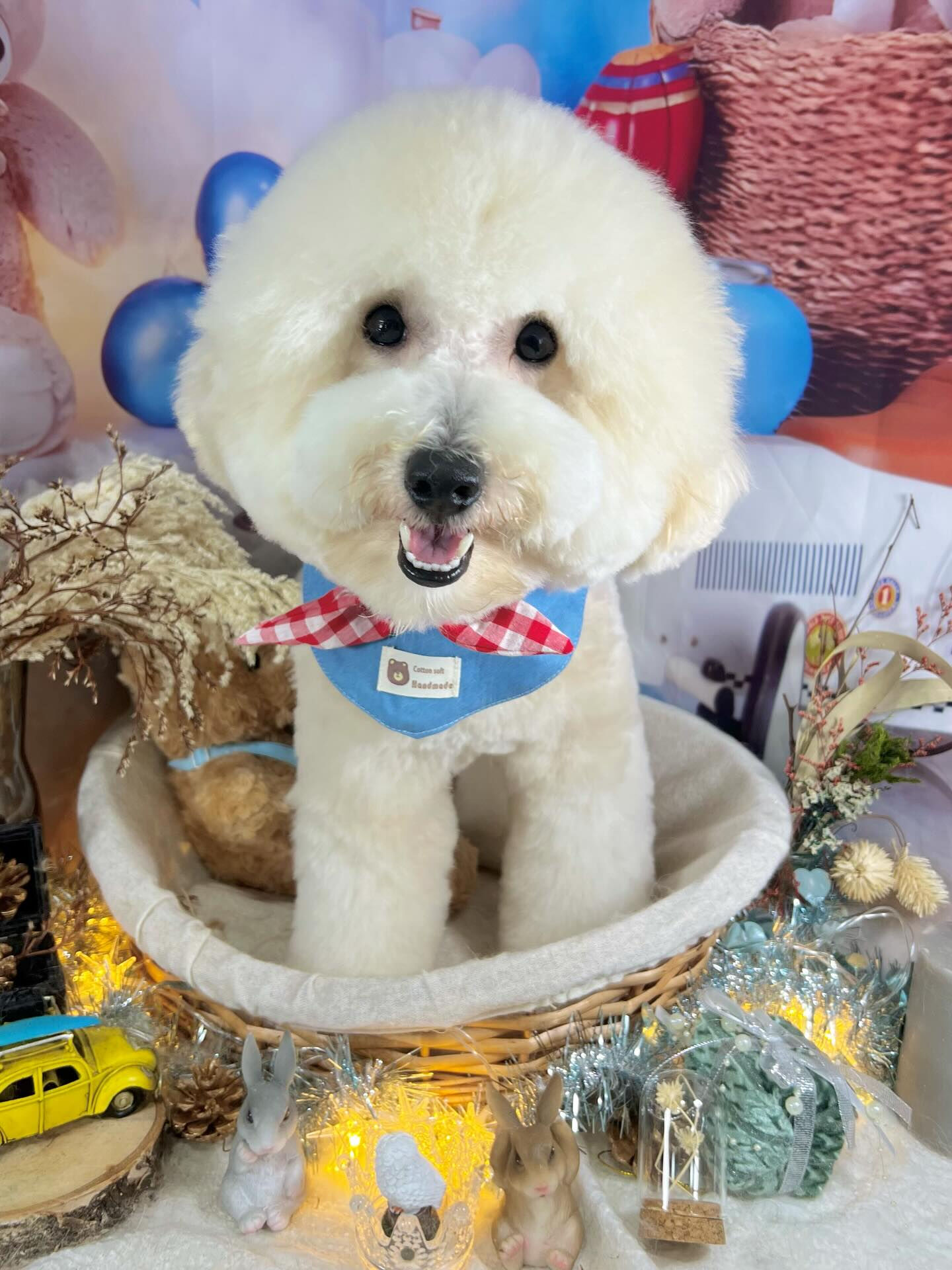 来店いただいたププくんです🐶✨