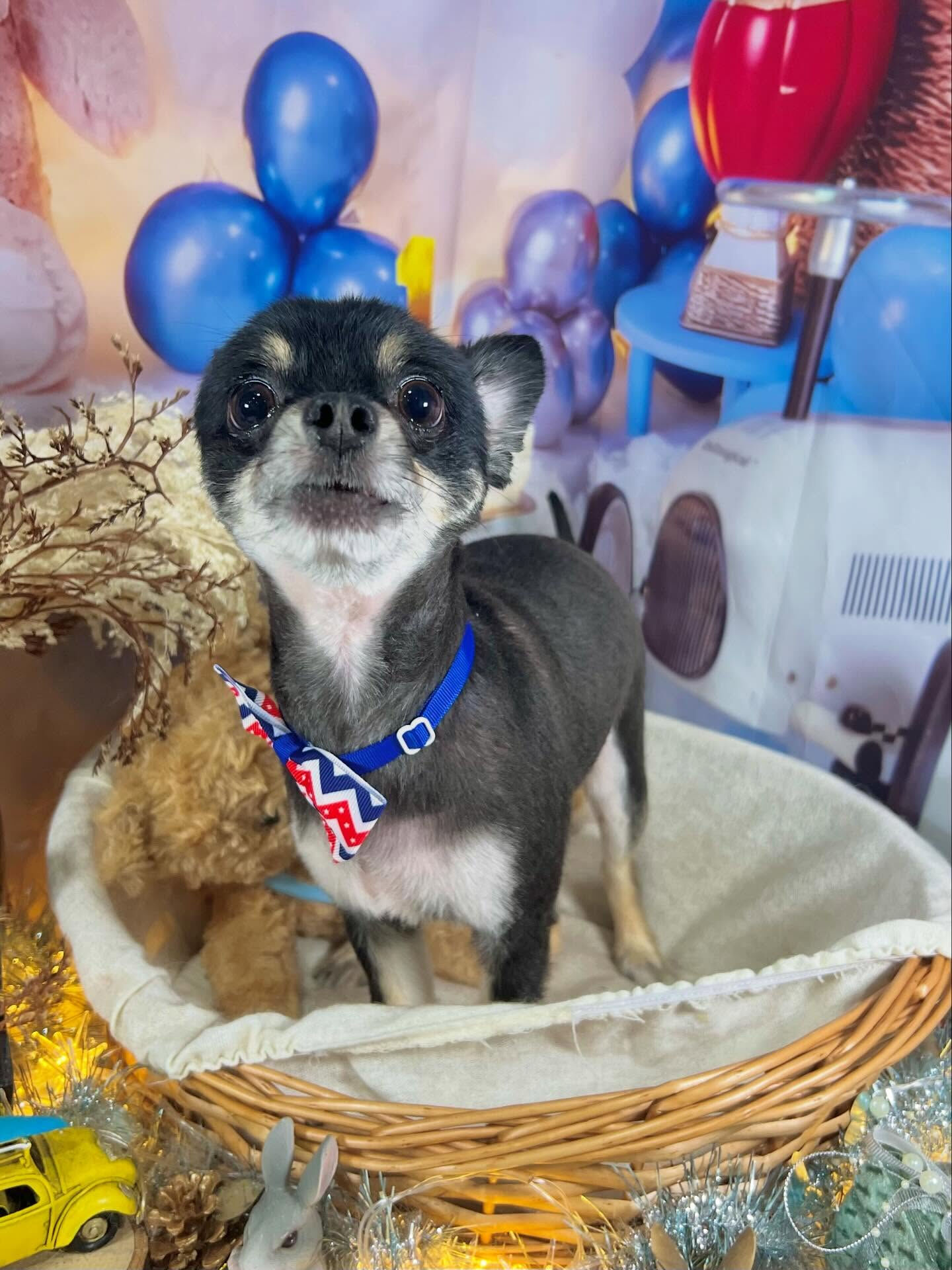 来店いただいた凛くんです🐶✨