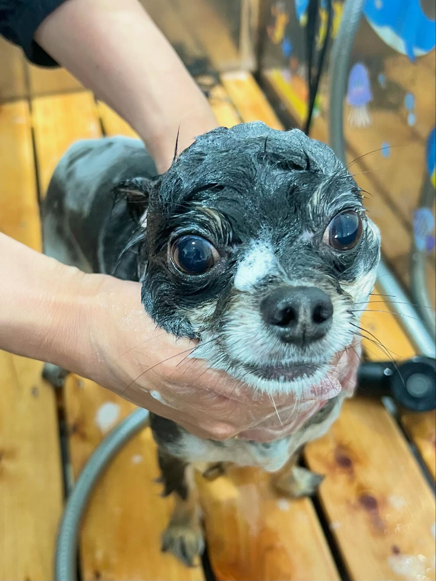 来店いただいた凛くんです🐶✨