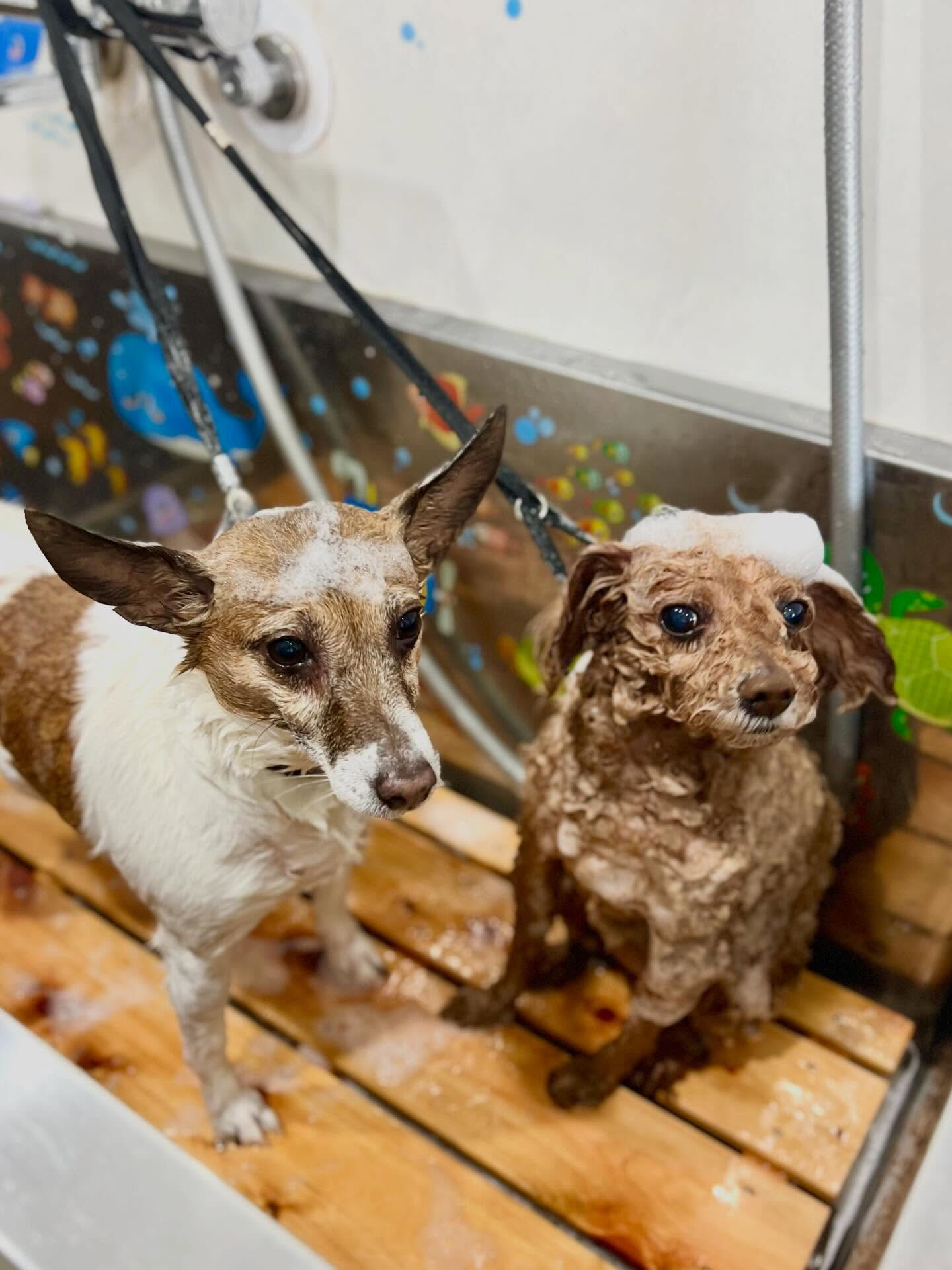 来店いただいたアイズちゃんです🐶✨