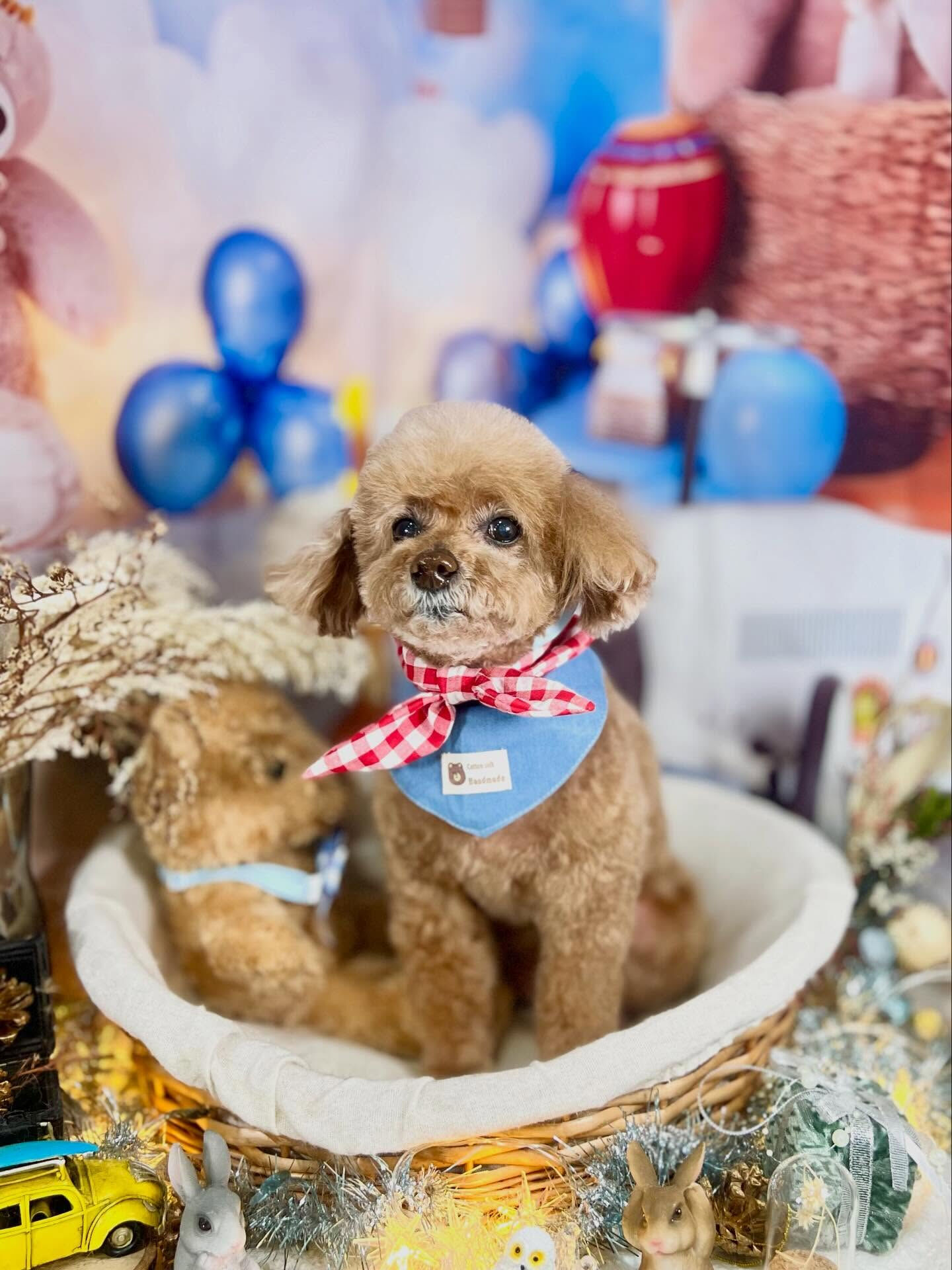 来店いただいたちこちゃんです🐶✨