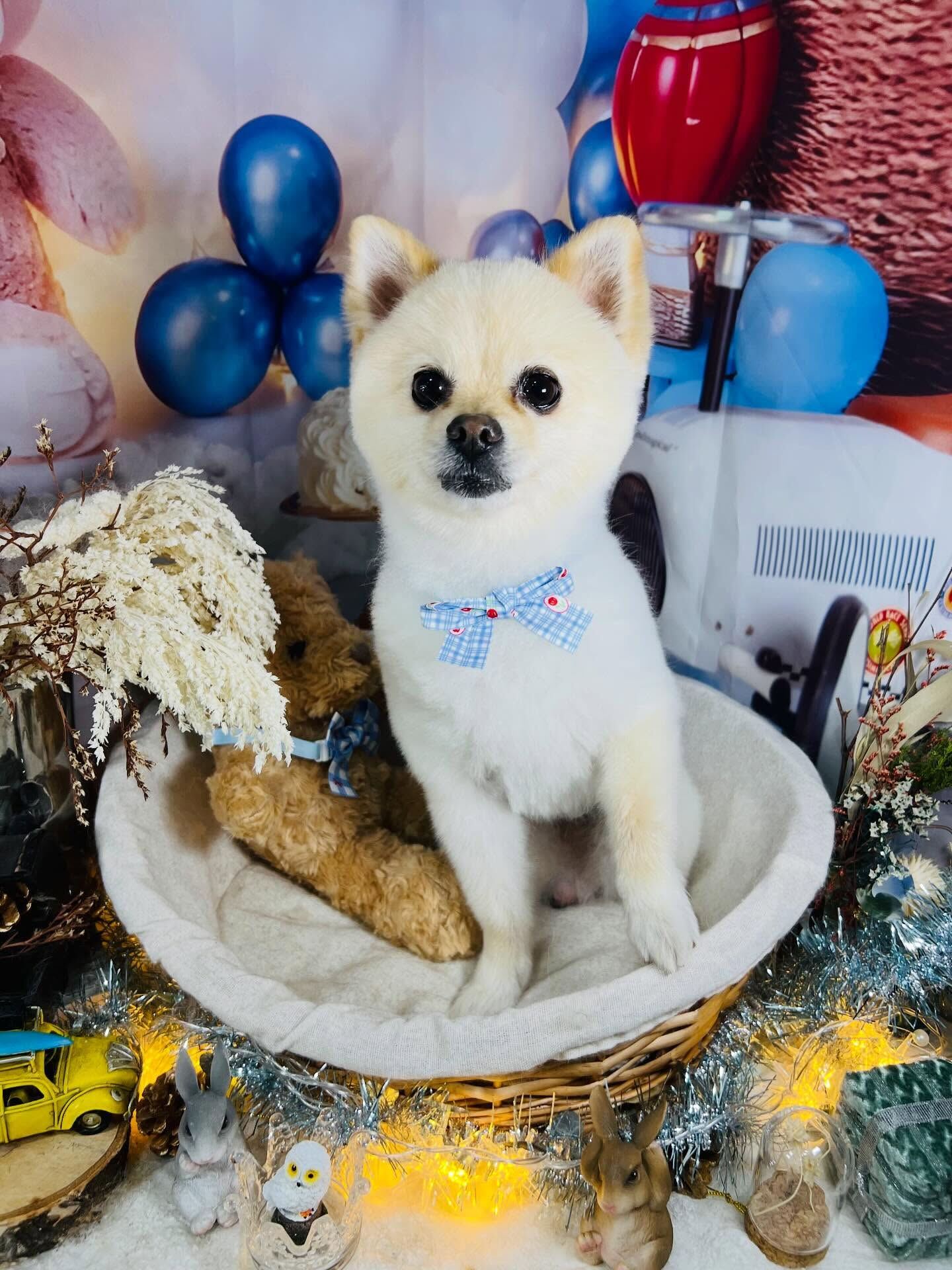 来店いただいたみるくくんです🐶✨