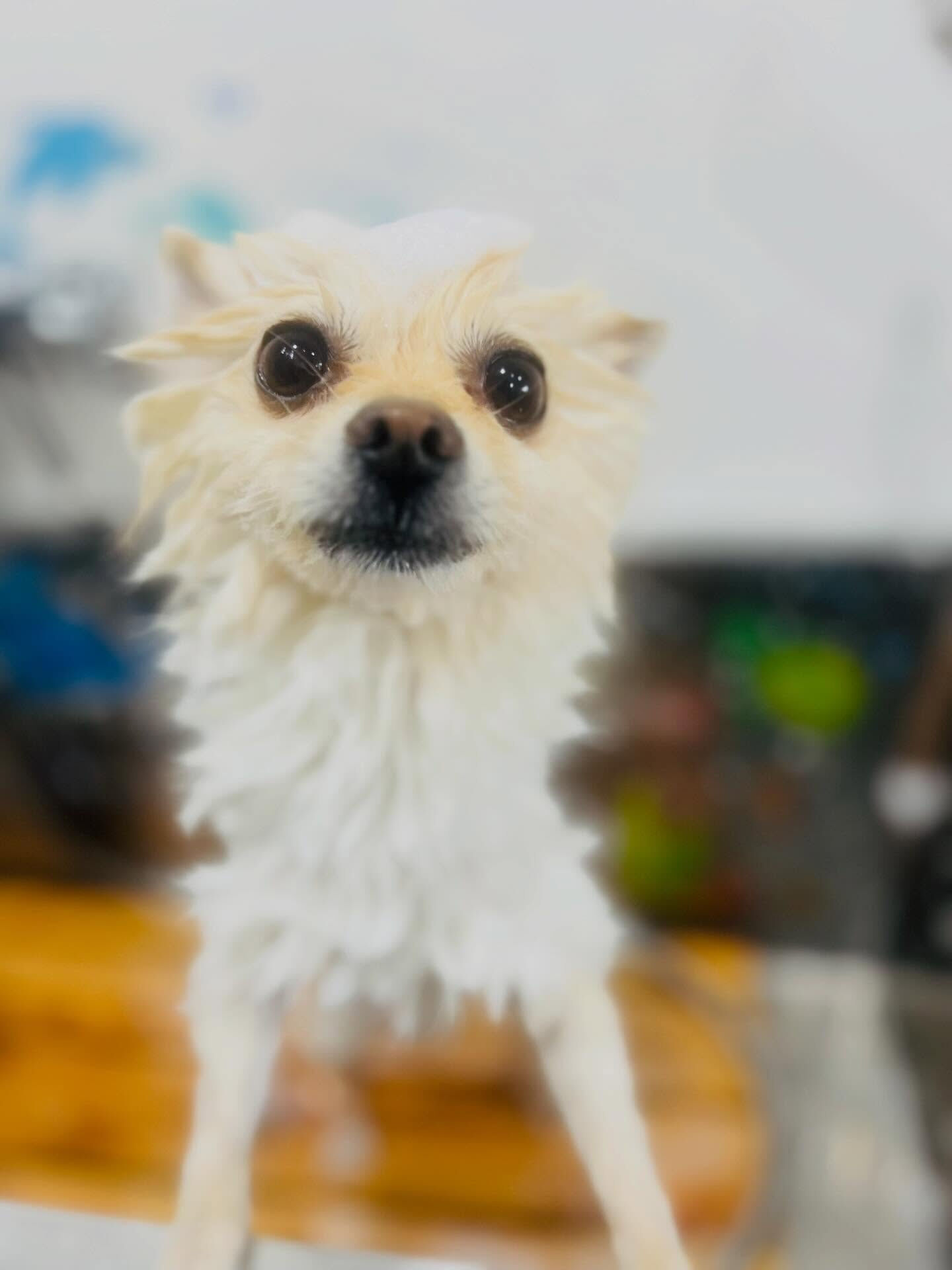 来店いただいたみるくくんです🐶✨