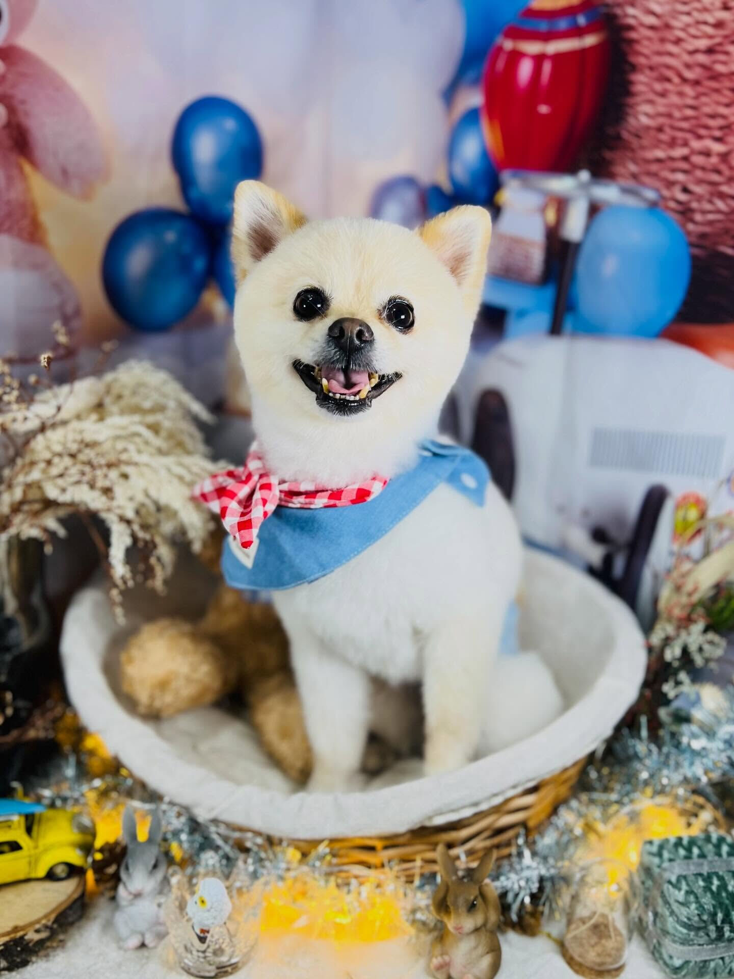 来店いただいたみるくくんです🐶✨