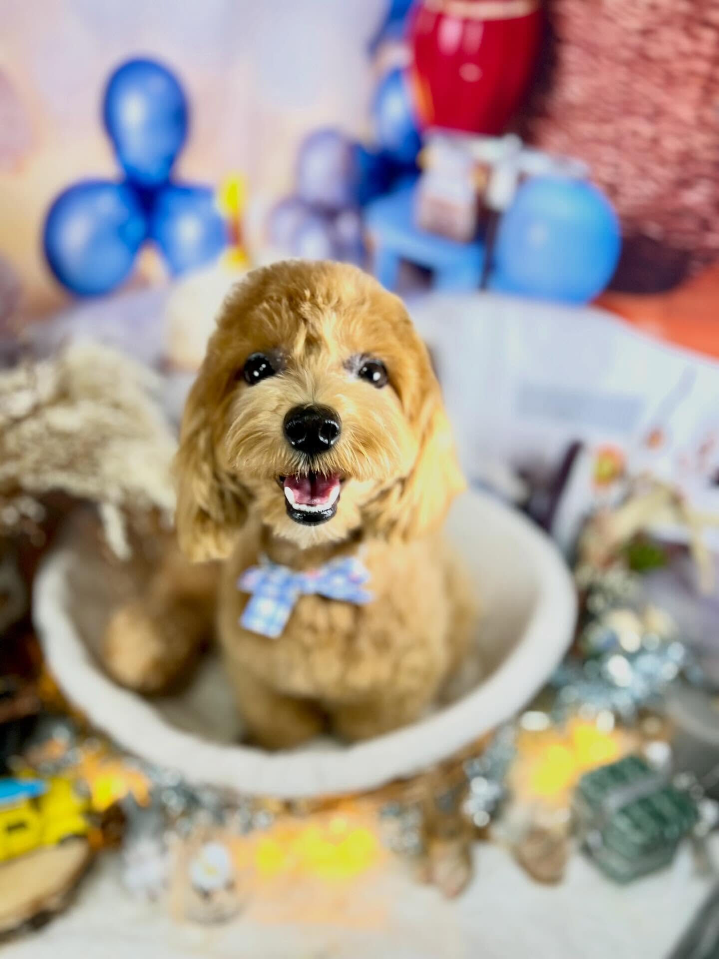 来店いただいたあくあちゃんです🐶✨