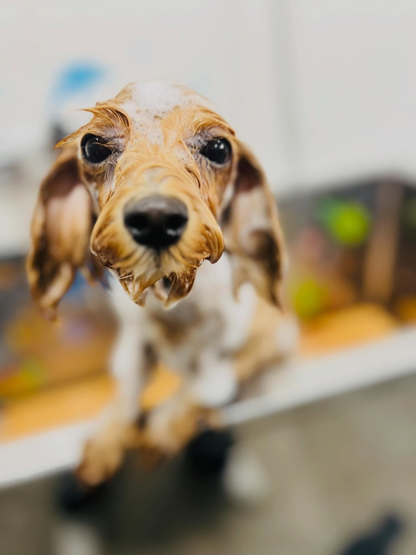 来店いただいたあくあちゃんです🐶✨