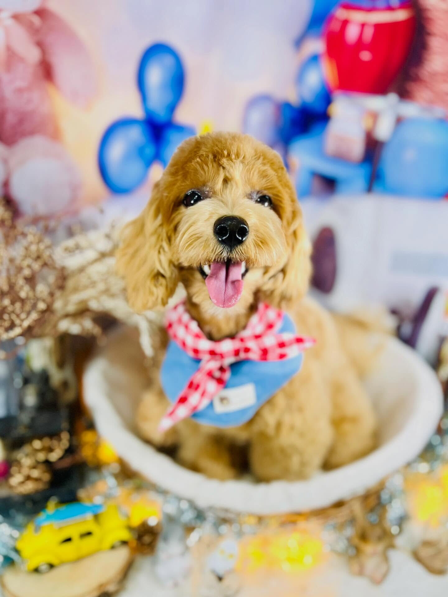 来店いただいたあくあちゃんです🐶✨