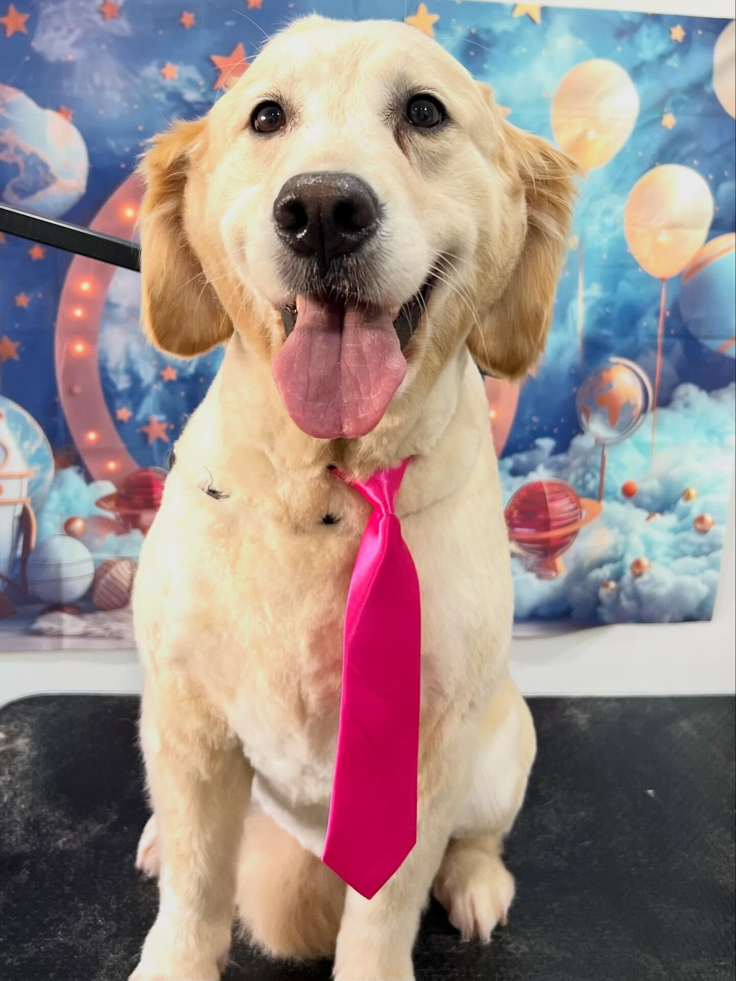 来店いただいたルルちゃんです🐶✨