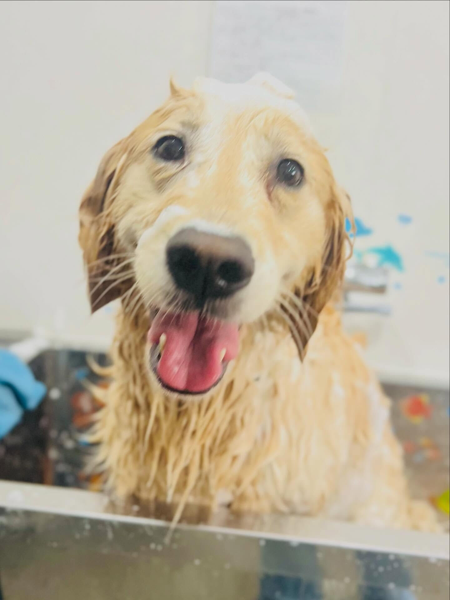 来店いただいたルルちゃんです🐶✨