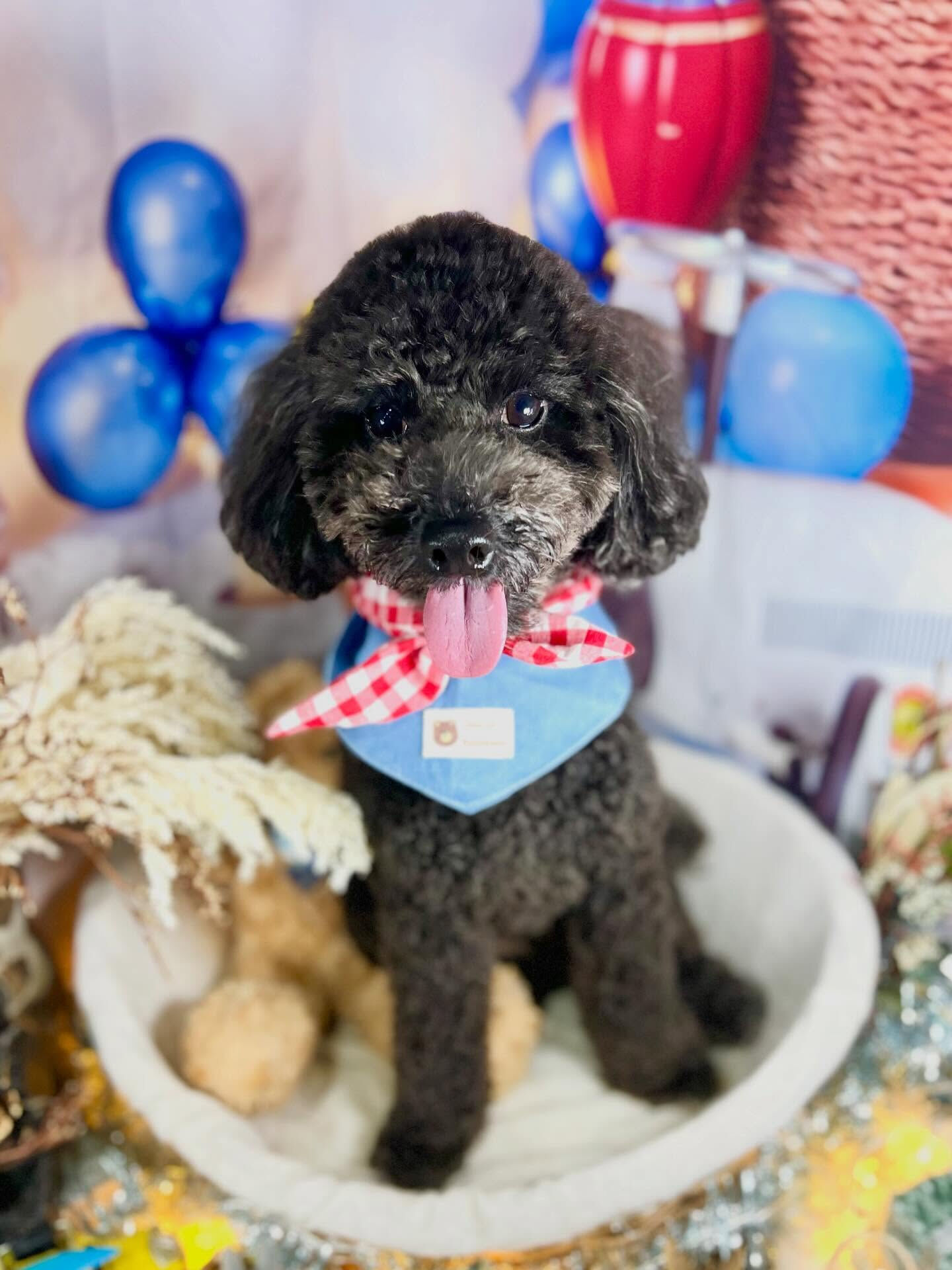 来店いただいたくろすけくんです🐶✨