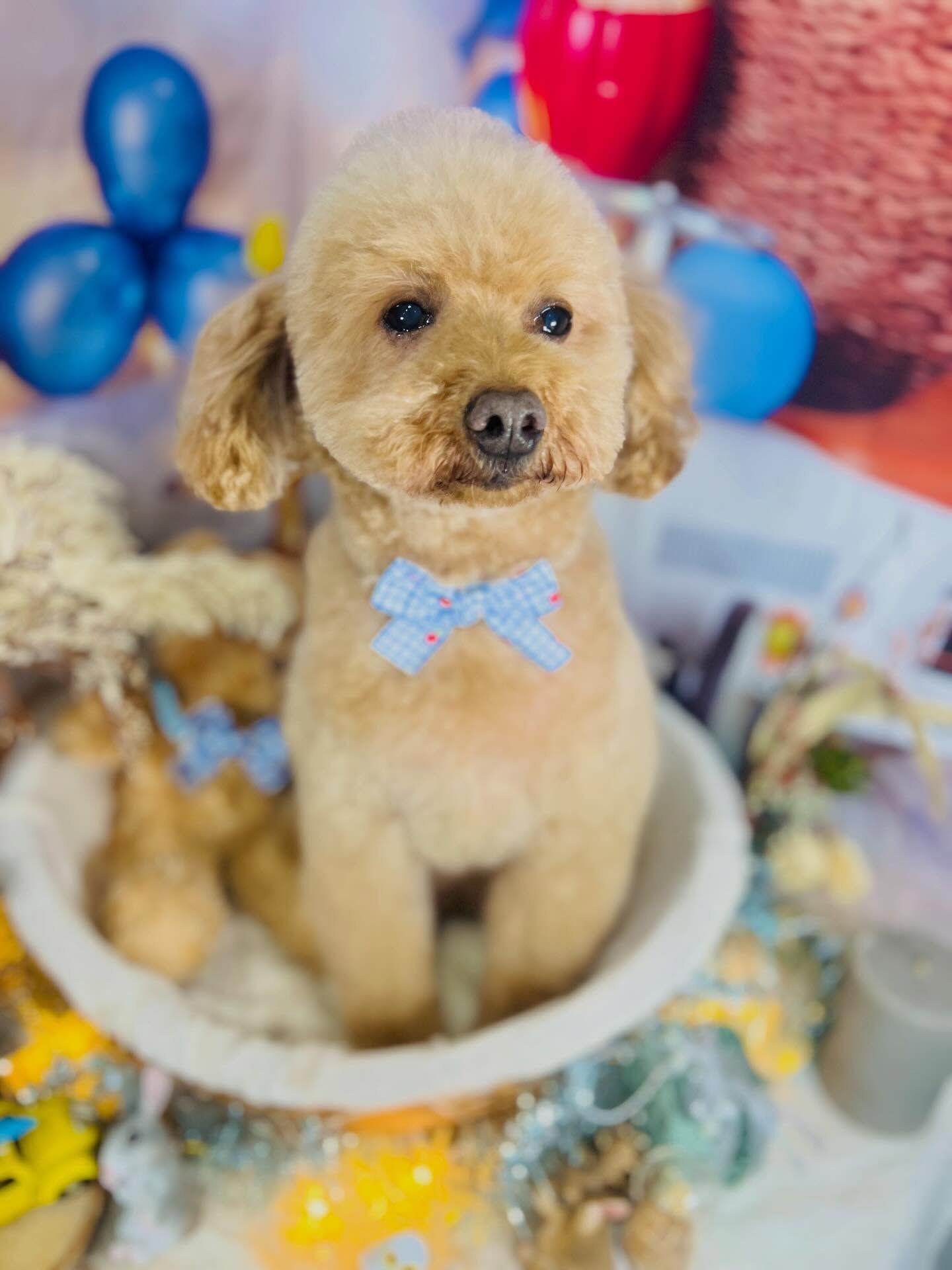 来店いただいたりりむちゃんです🐶✨