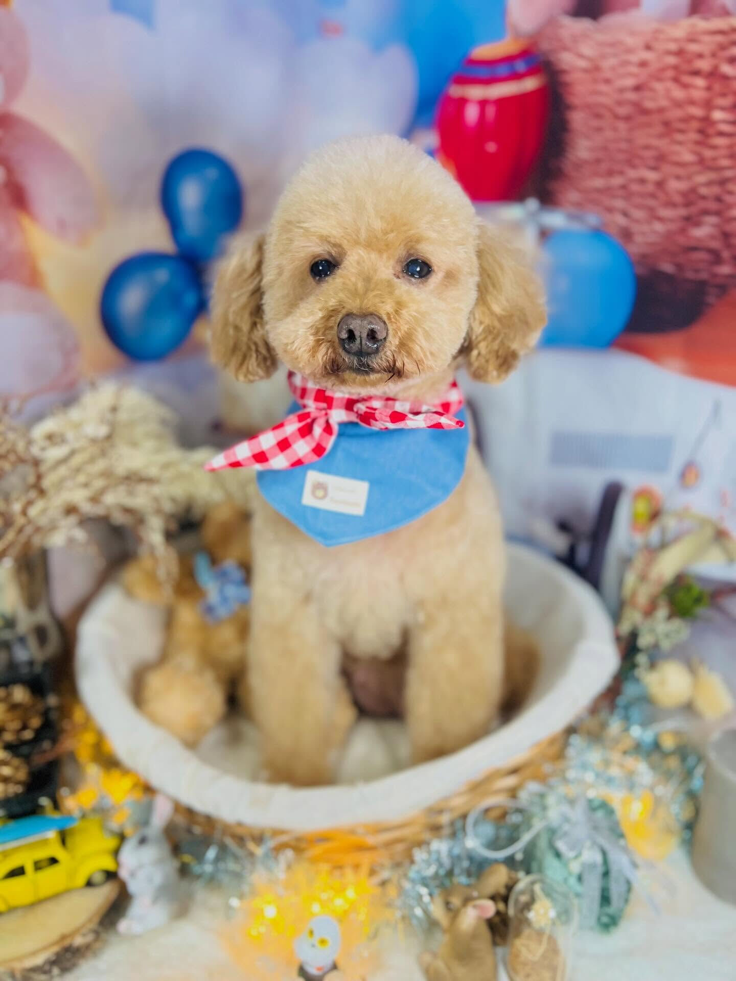 来店いただいたりりむちゃんです🐶✨
