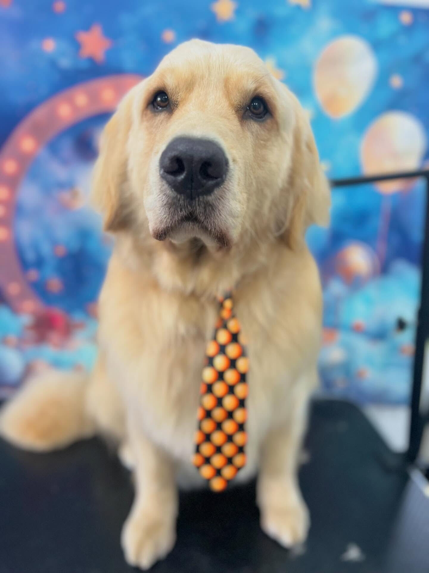 来店いただいたQ太くんです🐶✨
