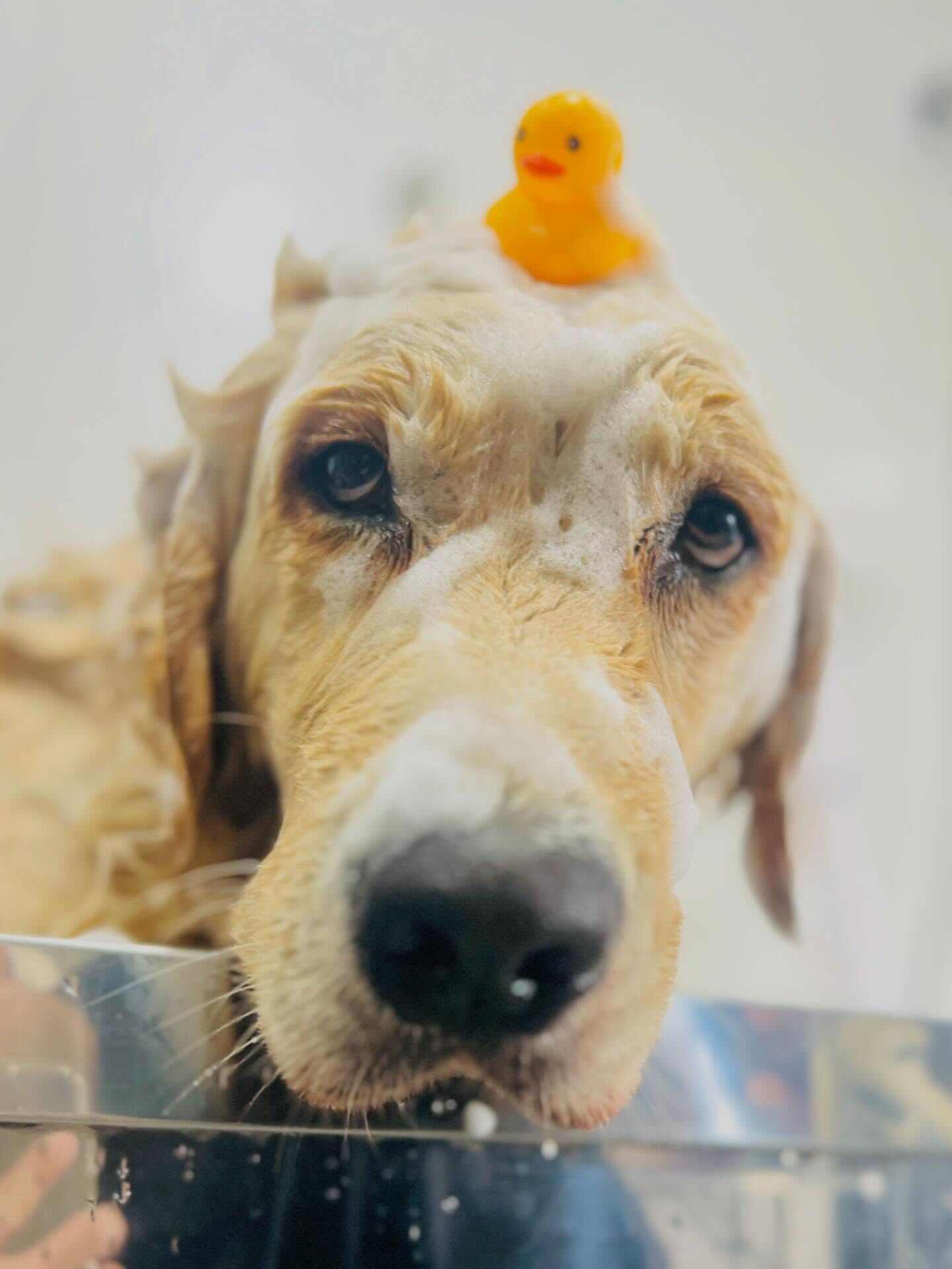 来店いただいたQ太くんです🐶✨