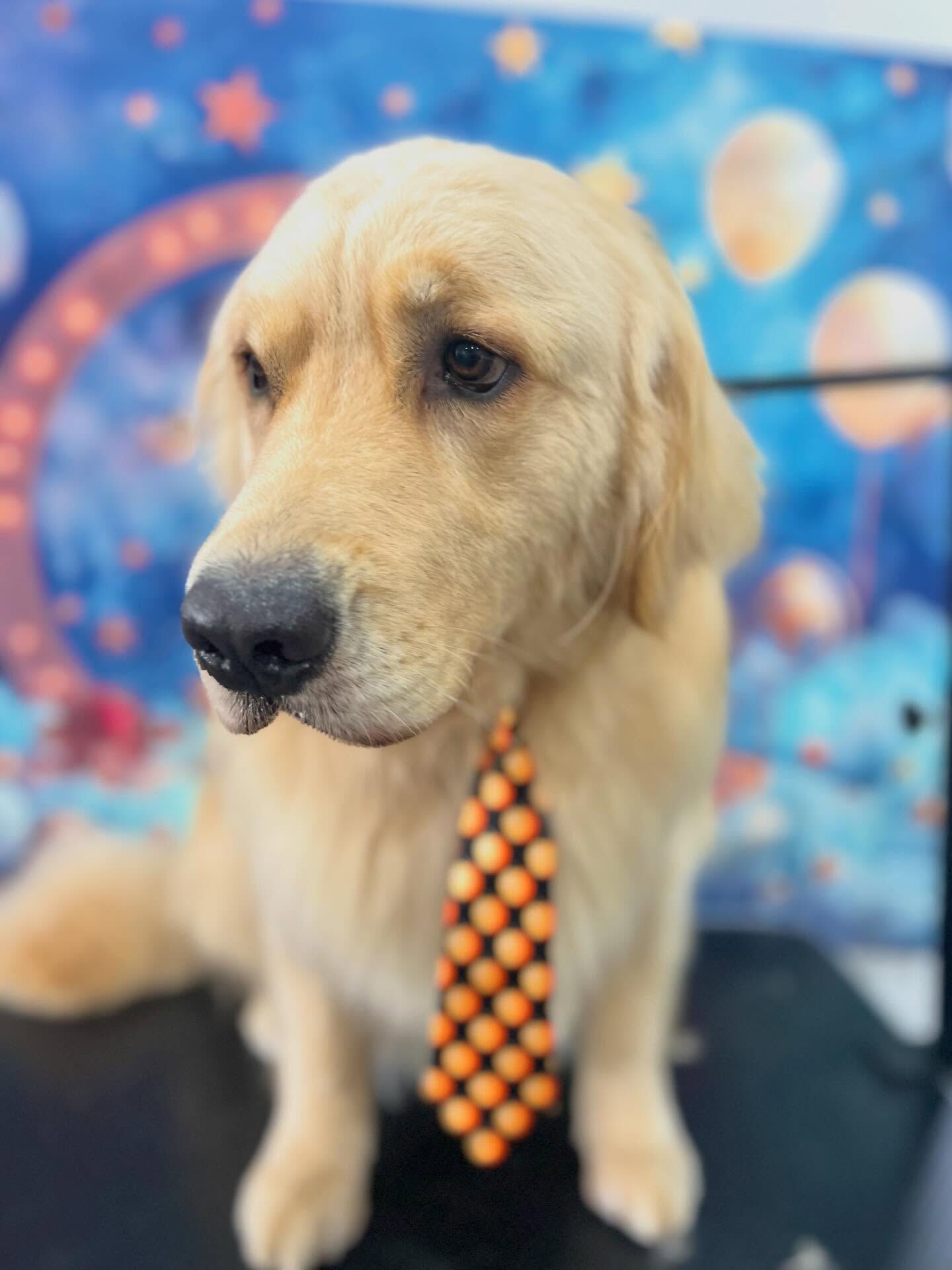 来店いただいたQ太くんです🐶✨