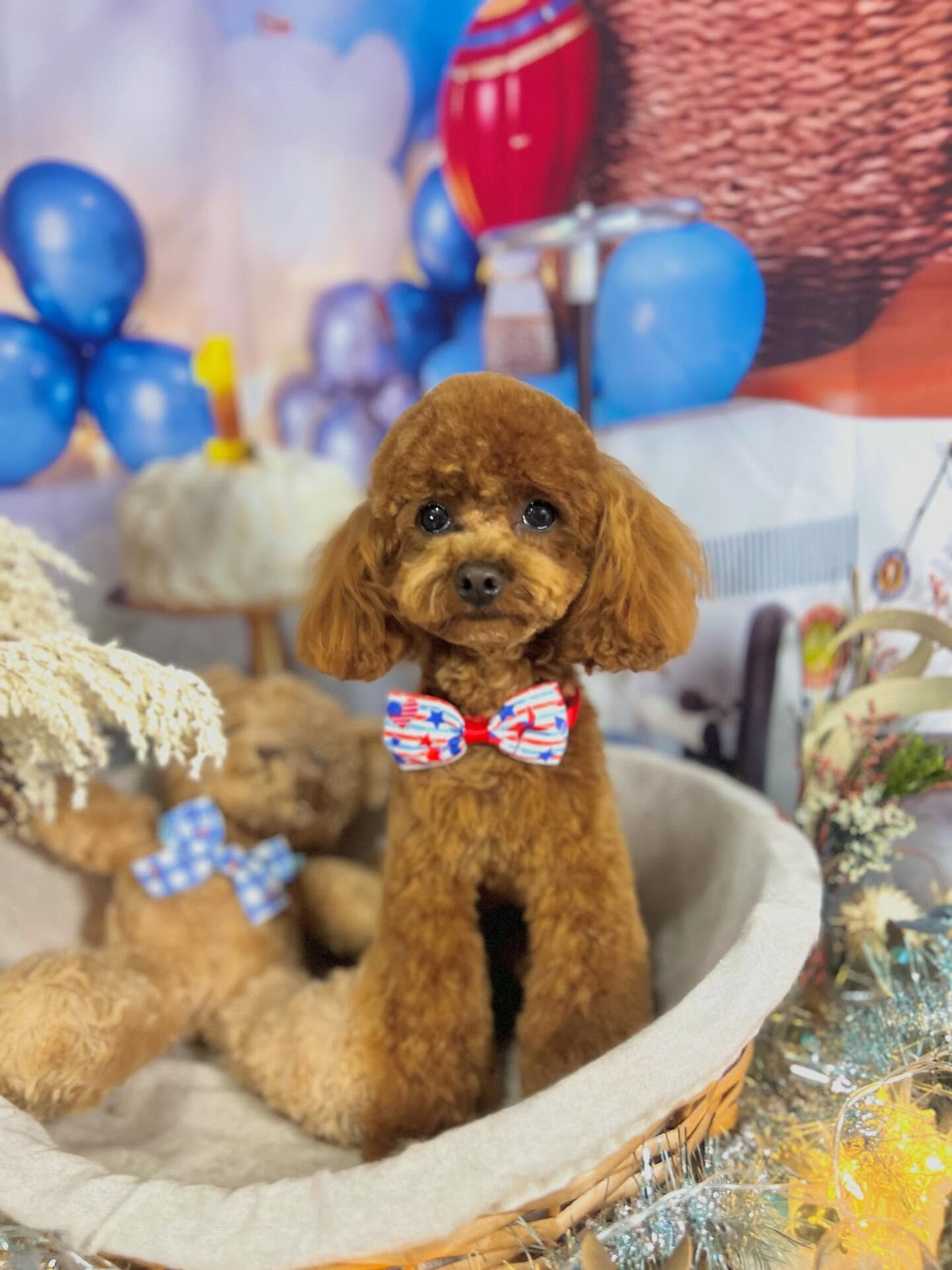 来店いただいた莉楽ちゃんです🐶✨