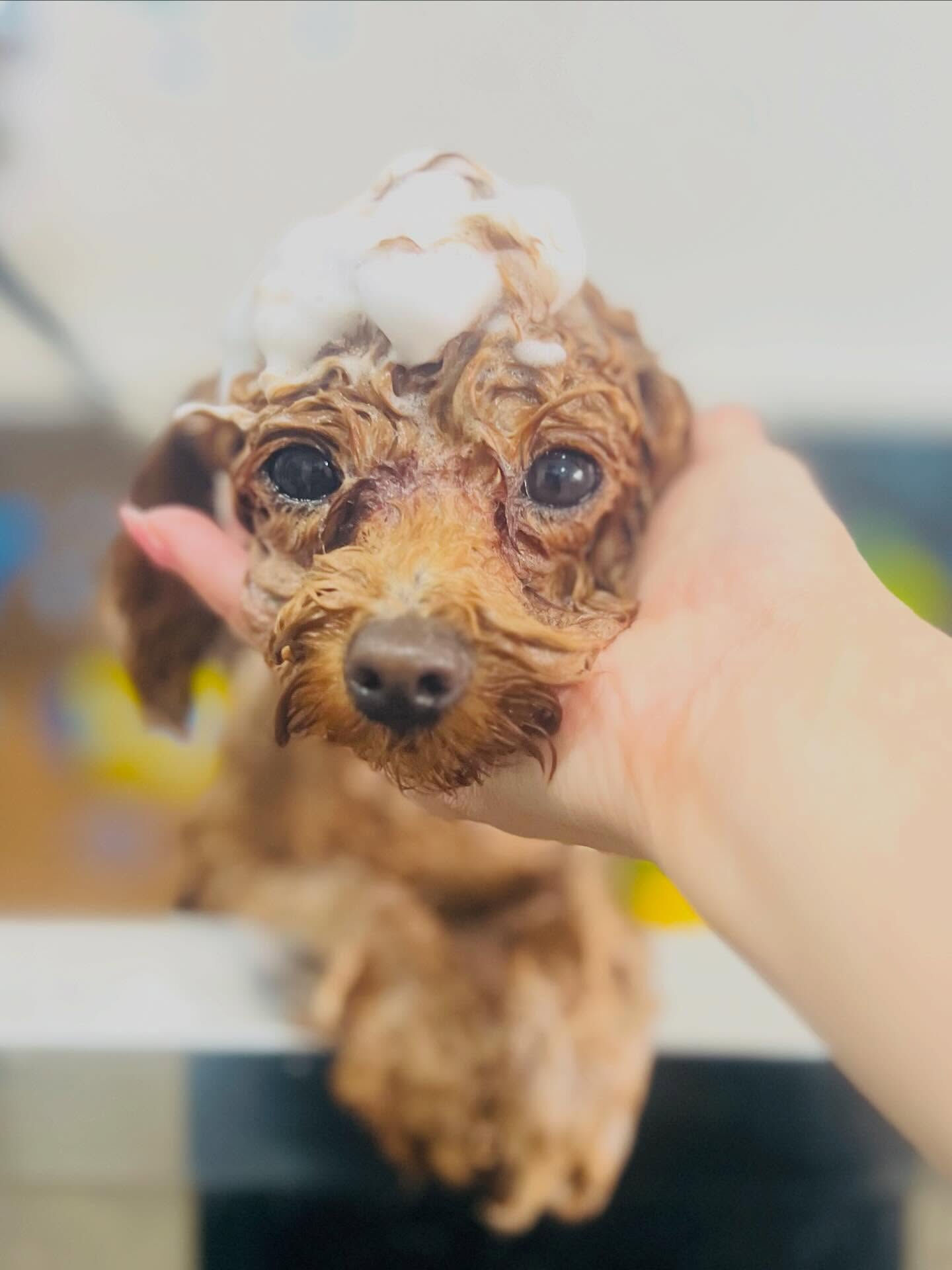 来店いただいた莉楽ちゃんです🐶✨