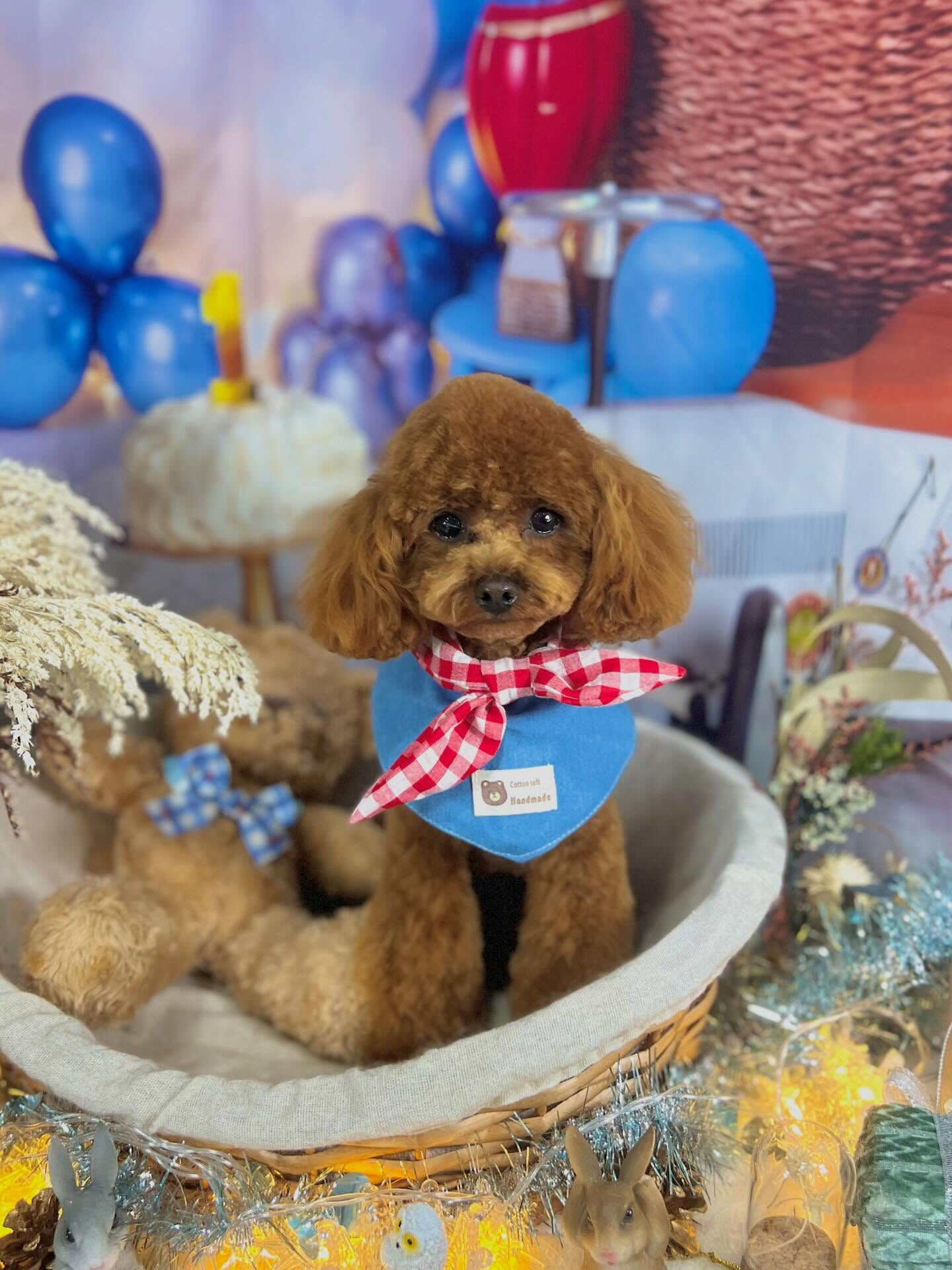 来店いただいた莉楽ちゃんです🐶✨
