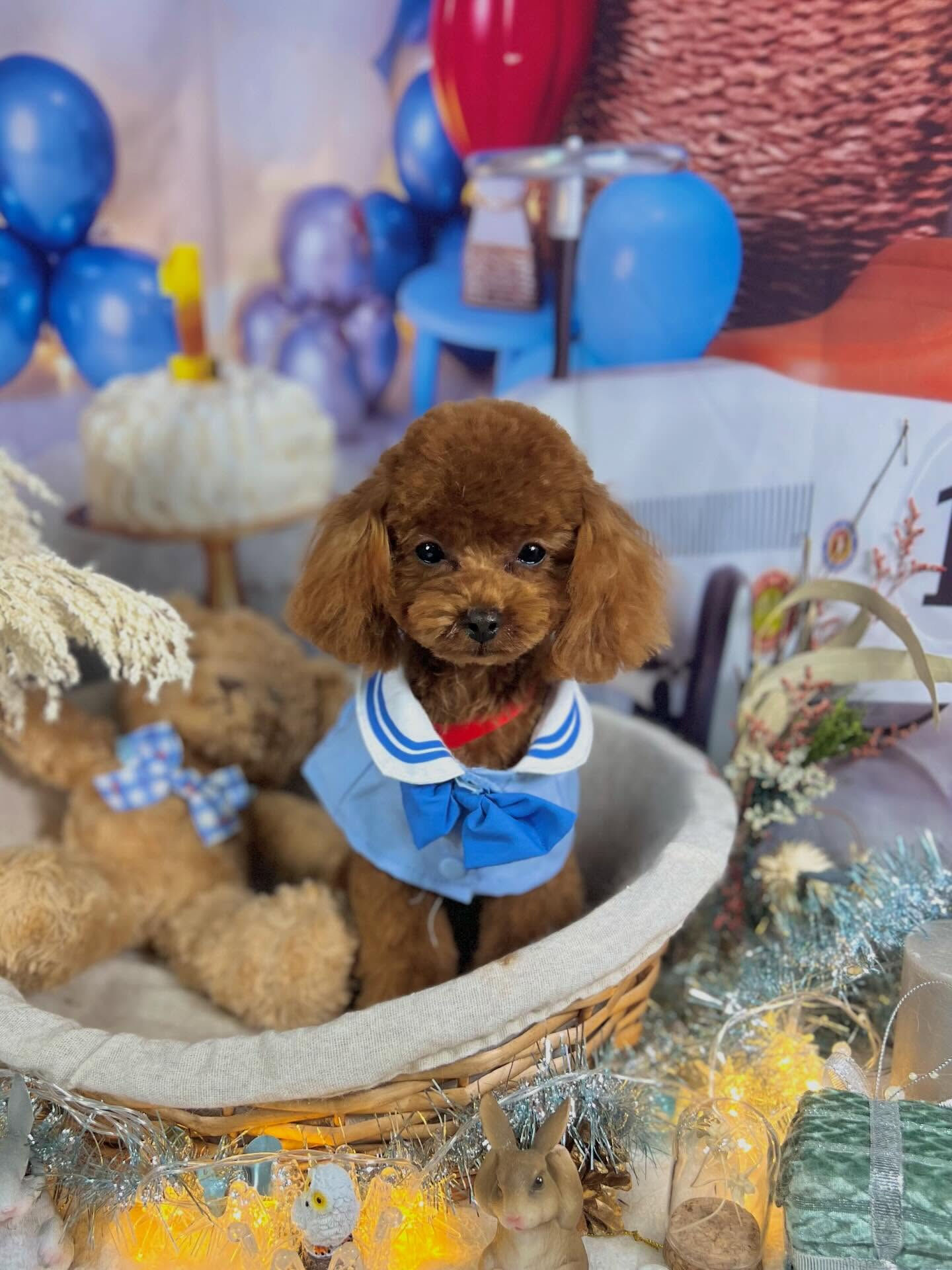 来店いただいた七夕ちゃんです🐶✨