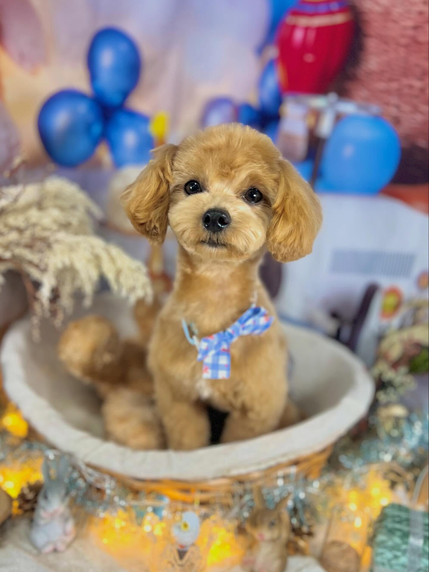 来店いただいたロアくんです🐶✨