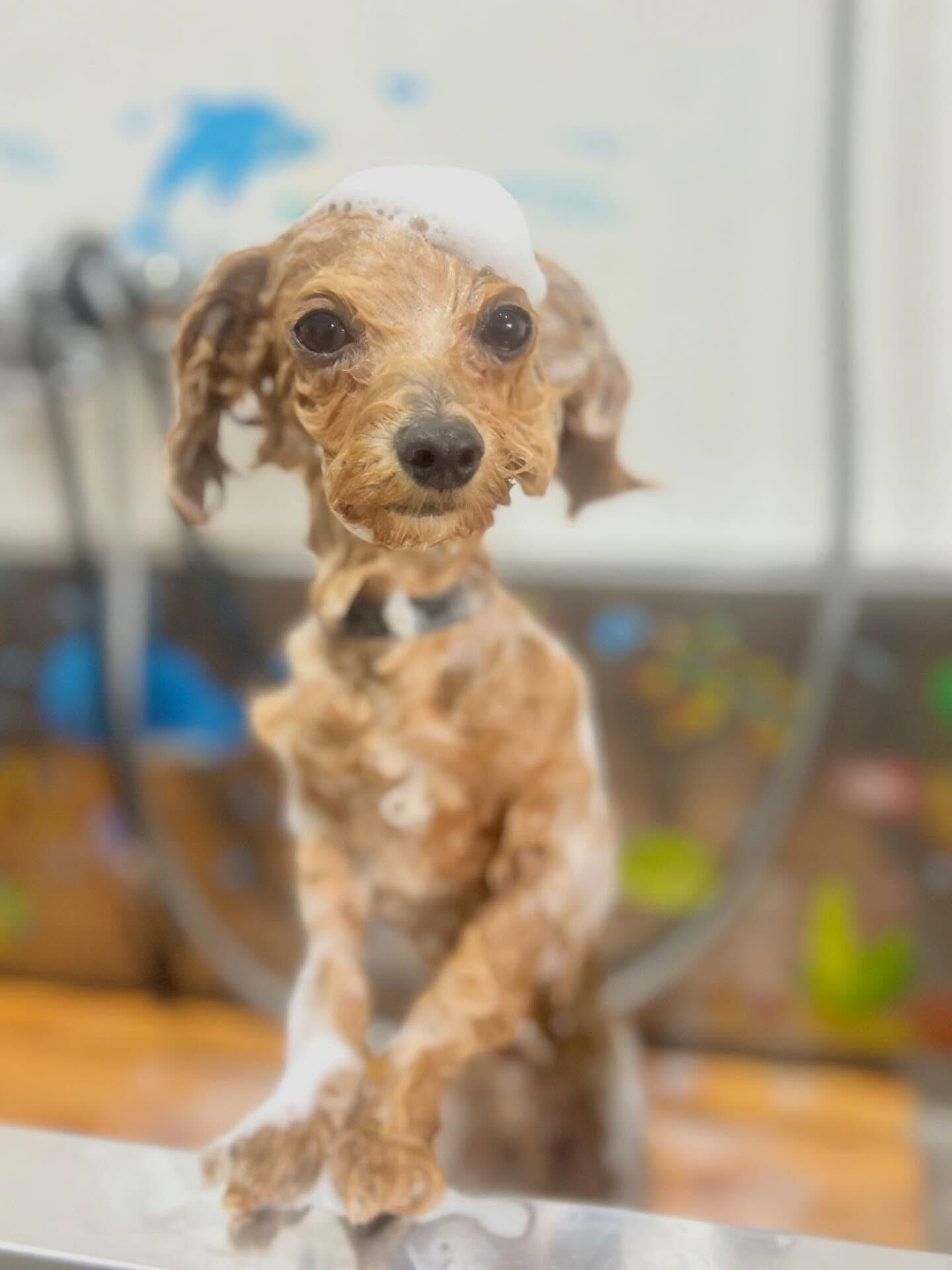 来店いただいたロアくんです🐶✨