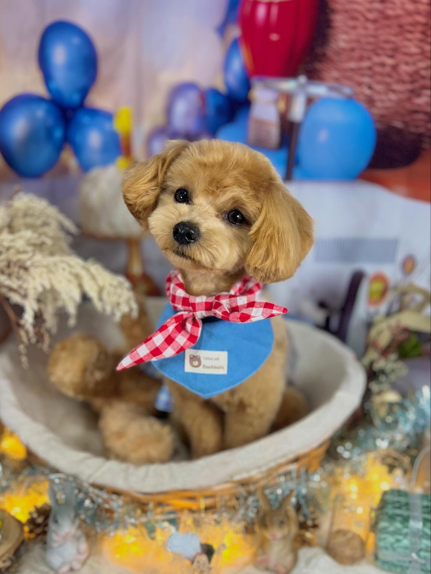 来店いただいたロアくんです🐶✨