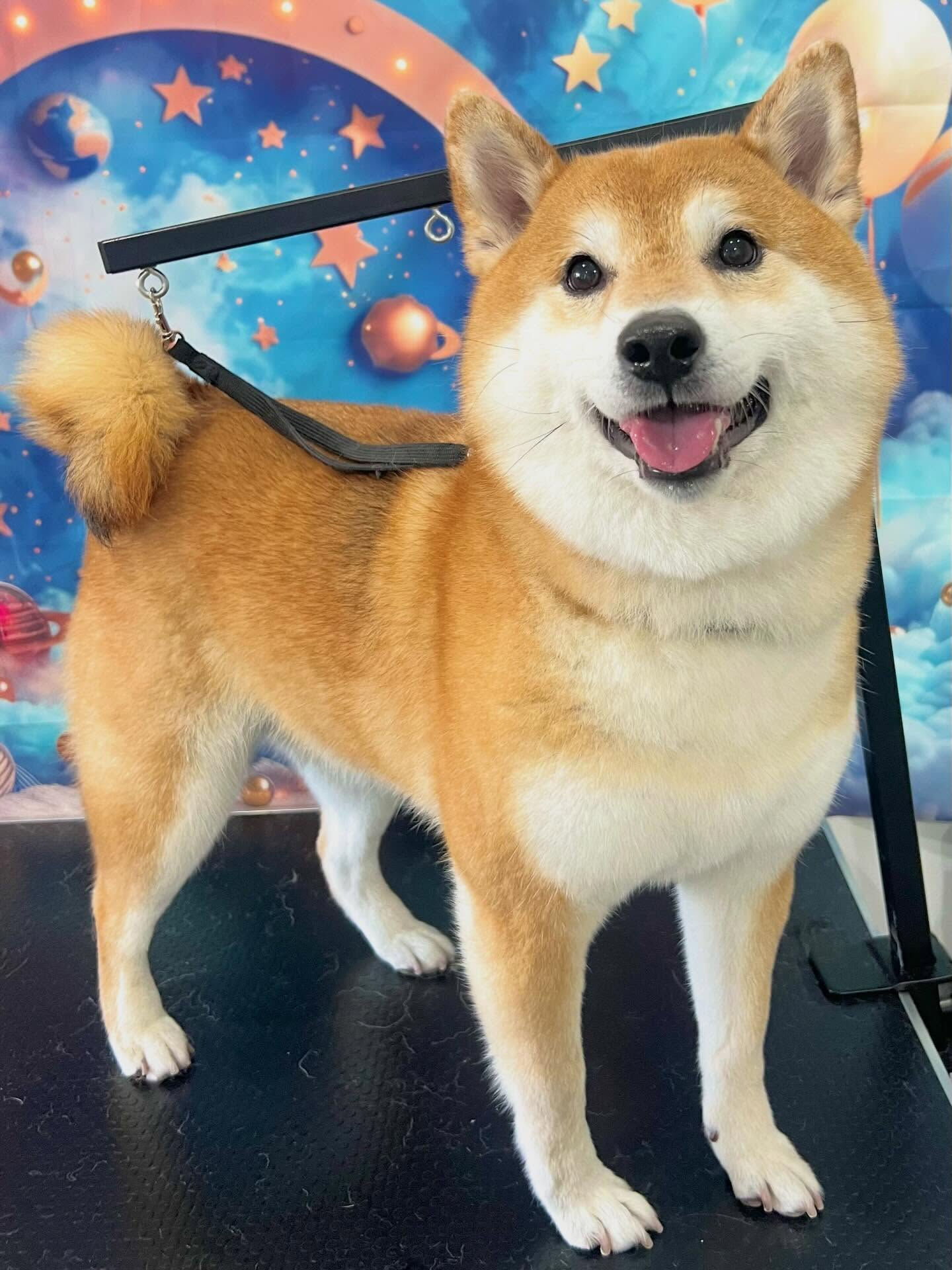 来店いただいたこてつくんです🐶✨