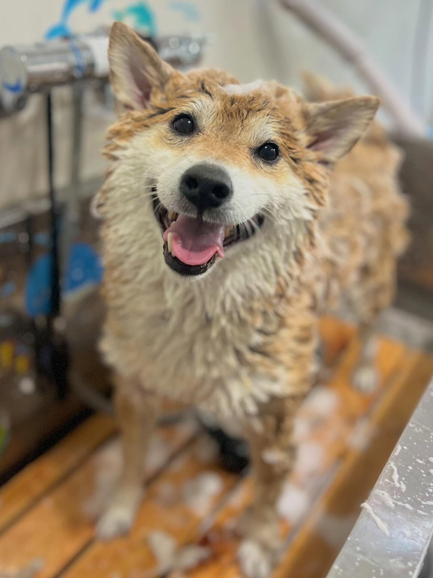 来店いただいたこてつくんです🐶✨
