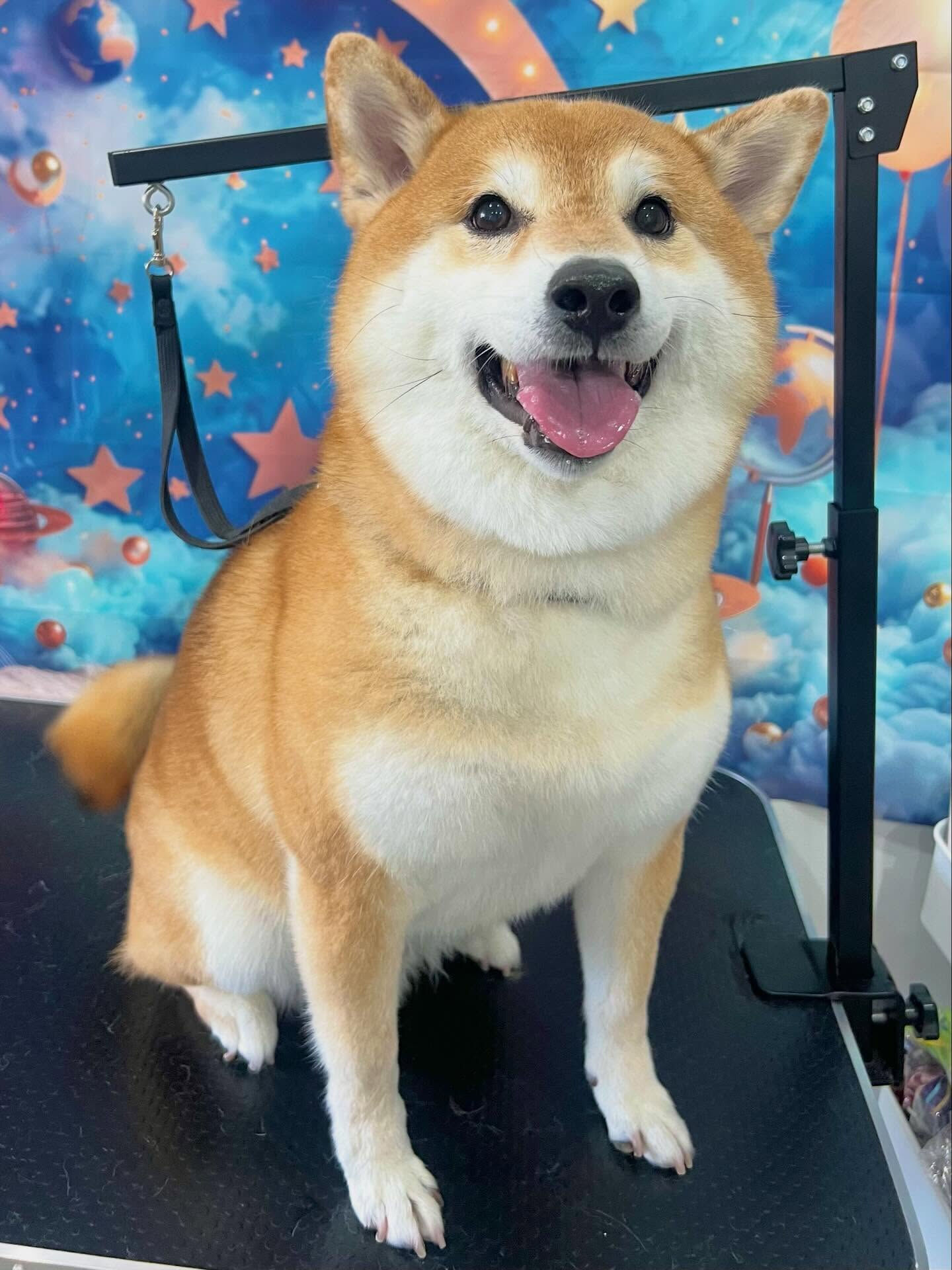 来店いただいたこてつくんです🐶✨