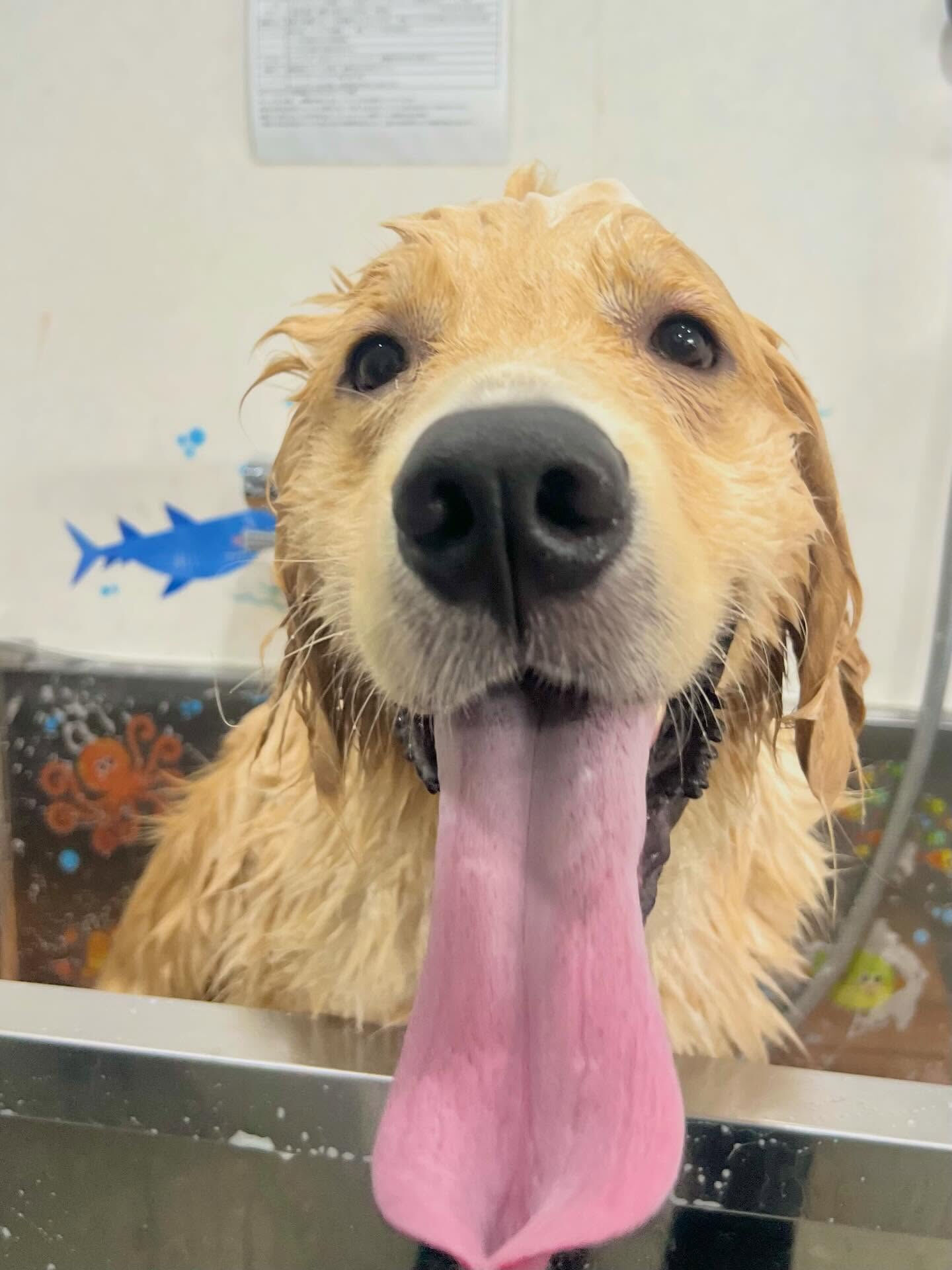来店いただいたパン太くんです🐶✨