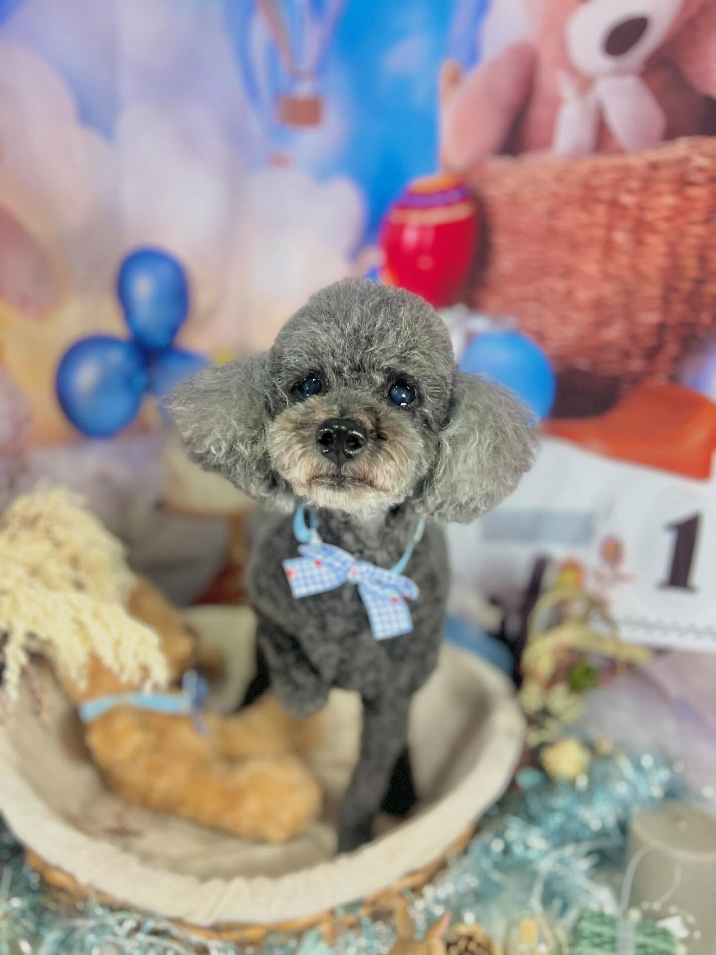 来店いただいたここちゃんです🐶✨