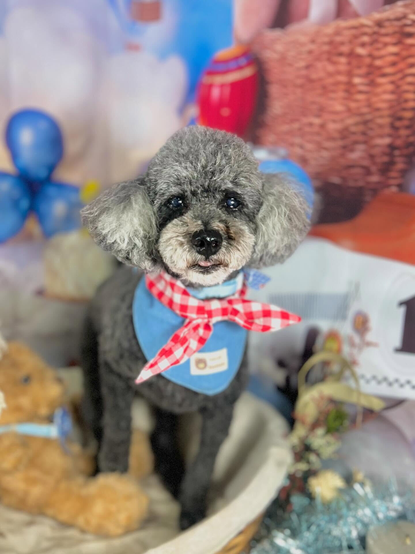 来店いただいたここちゃんです🐶✨