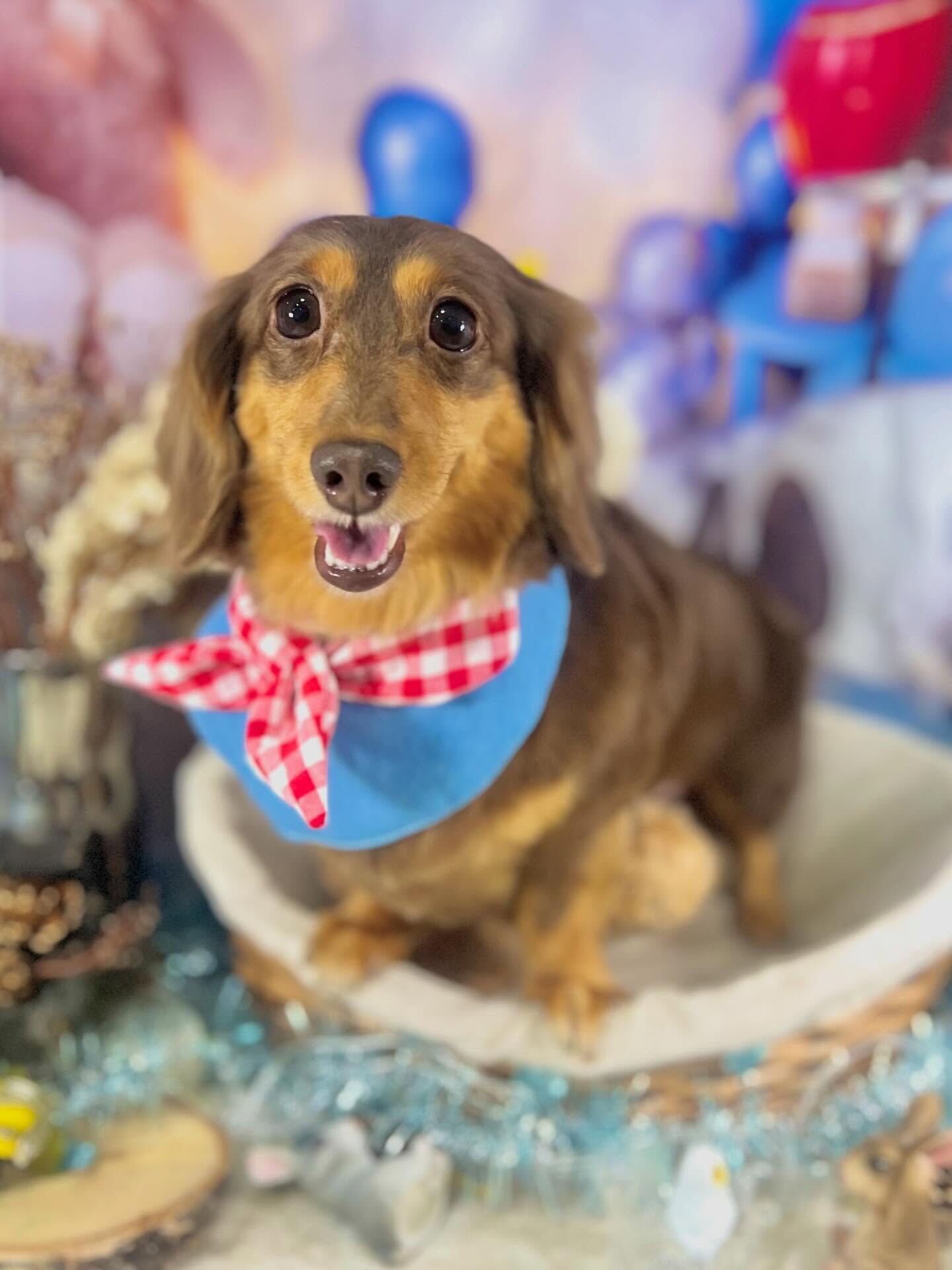 来店いただいたかのんちゃんです🐶✨