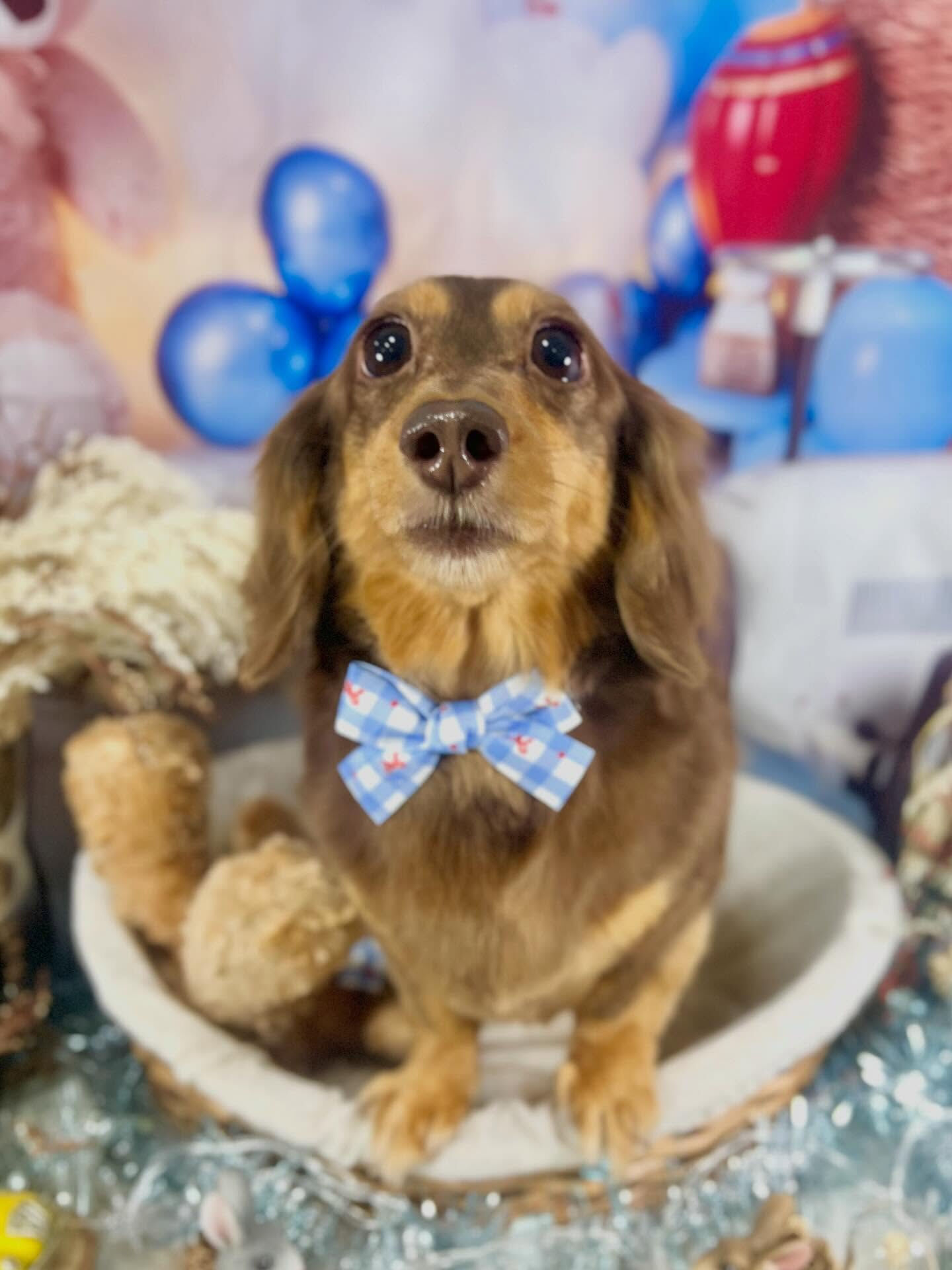 来店いただいたかのんちゃんです🐶✨