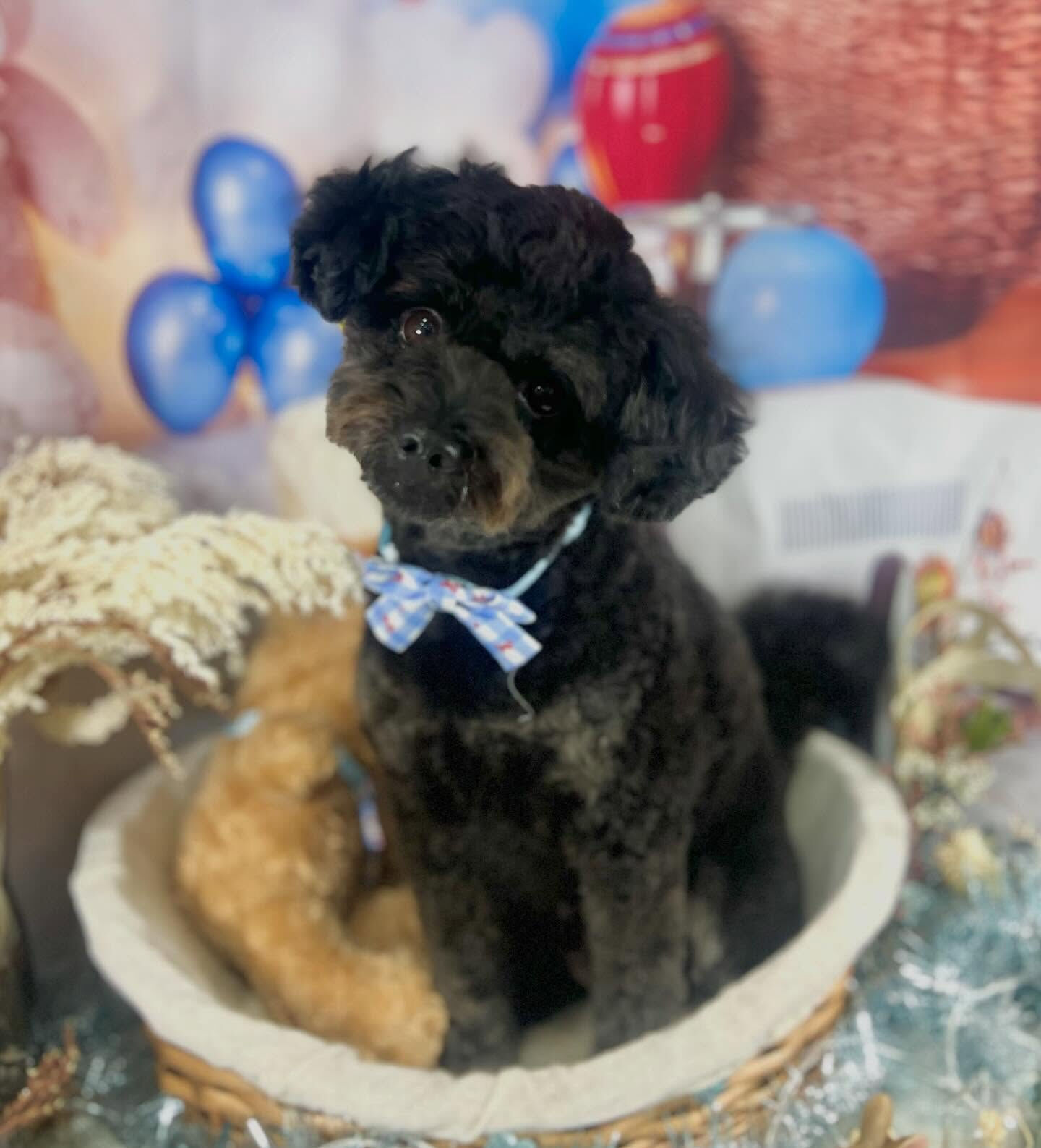来店いただいたこじろうくんです🐶✨