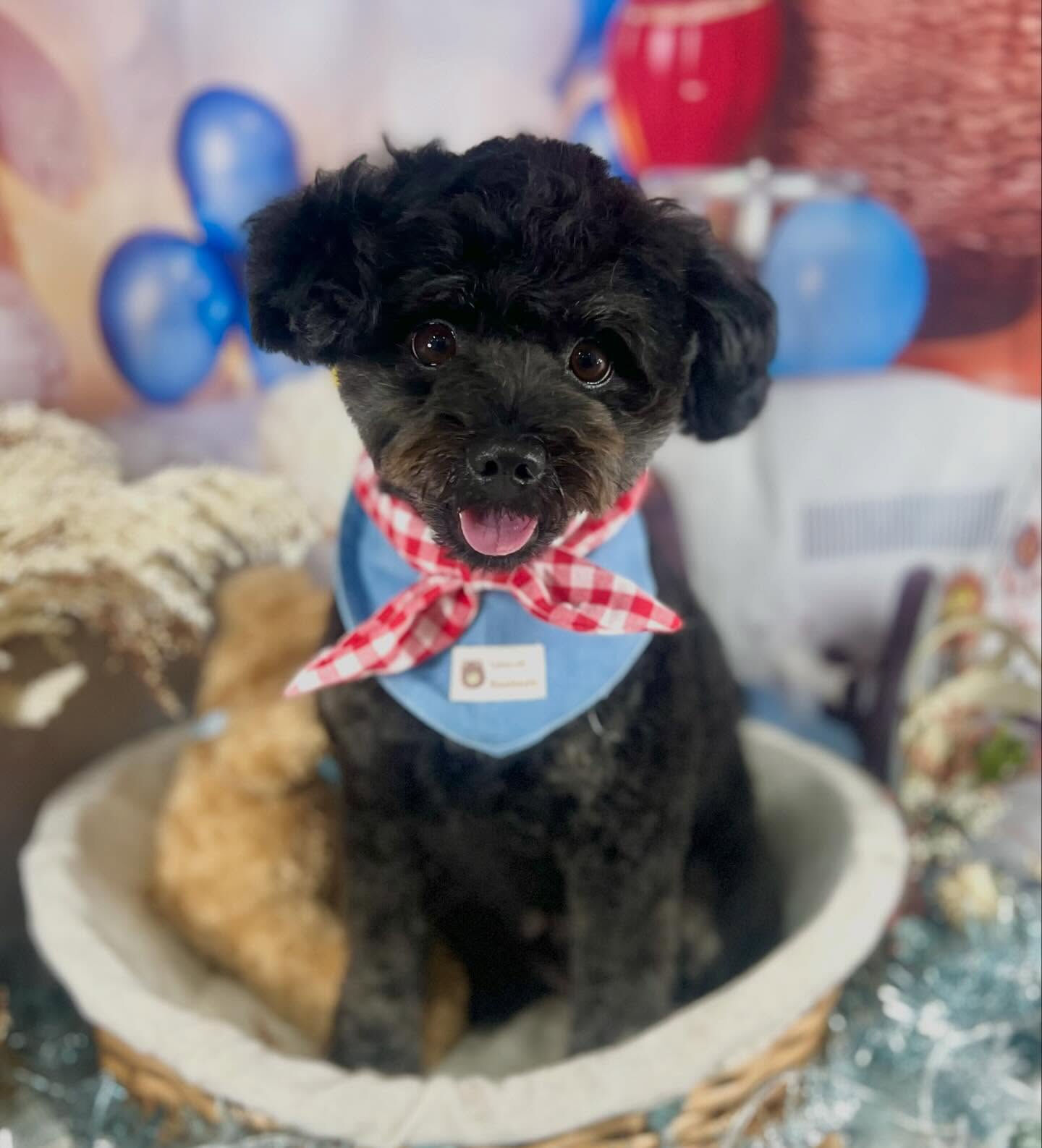 来店いただいたこじろうくんです🐶✨