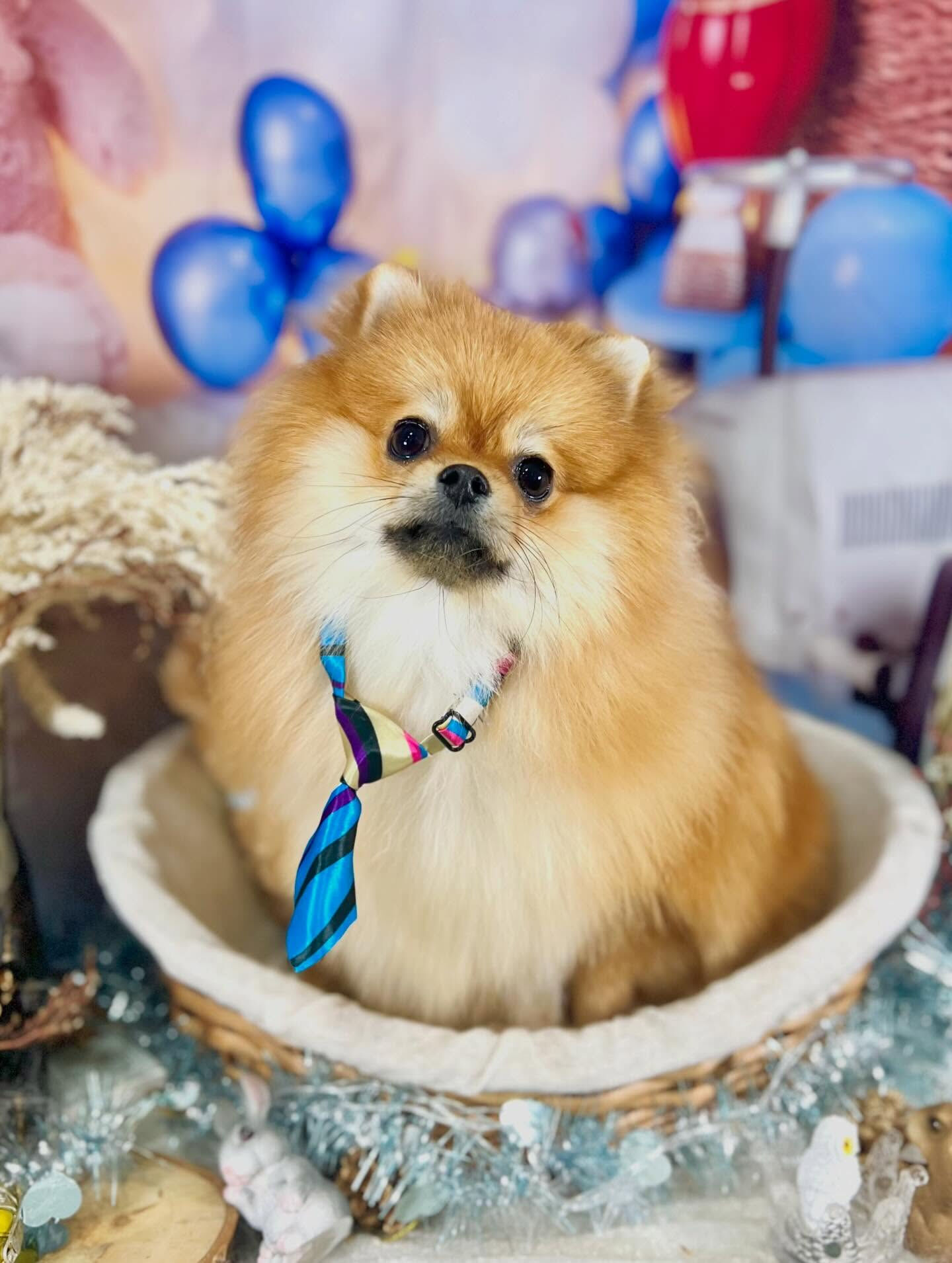 来店いただいた獅子丸くんです🐶✨