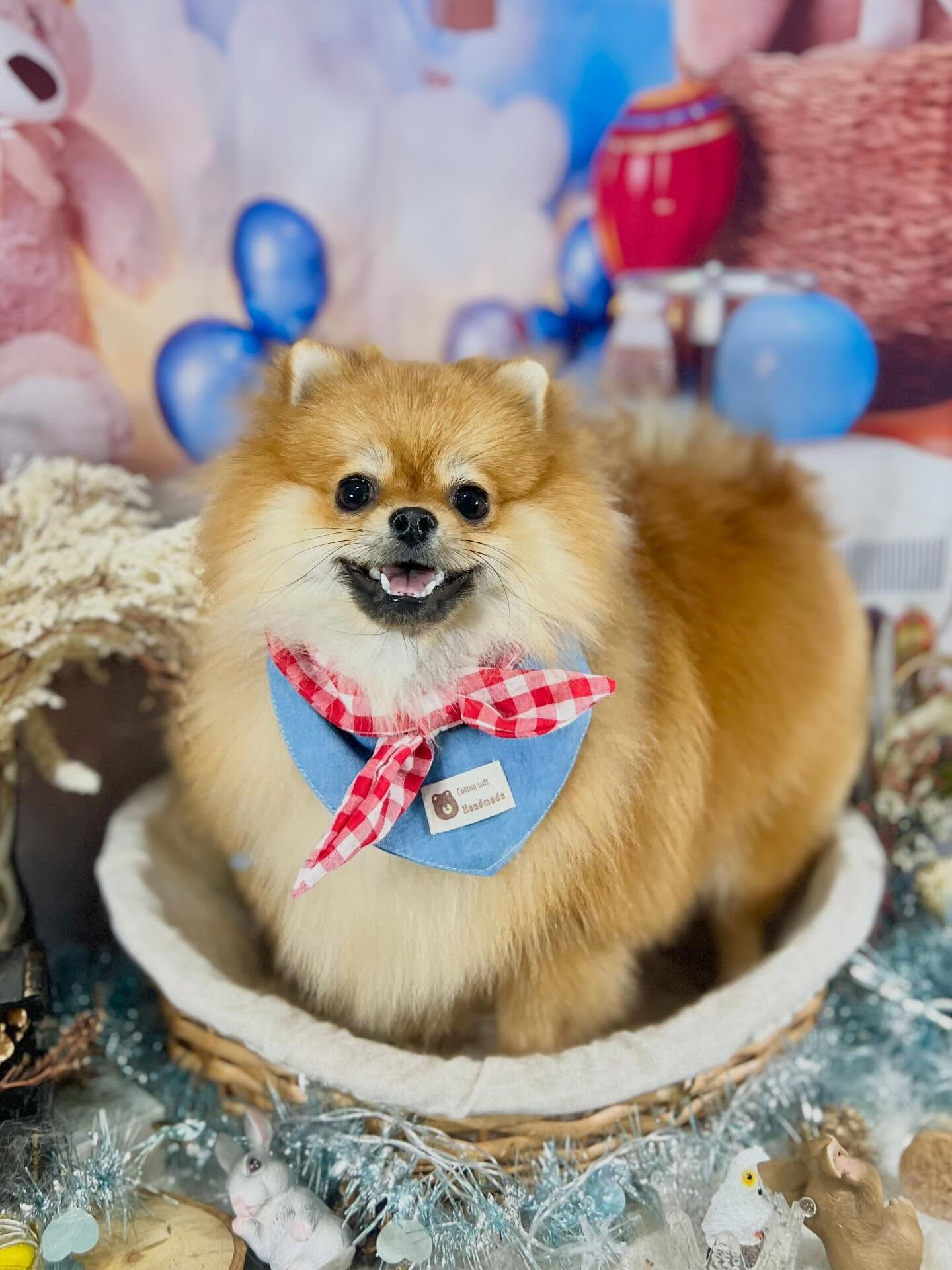 来店いただいた獅子丸くんです🐶✨